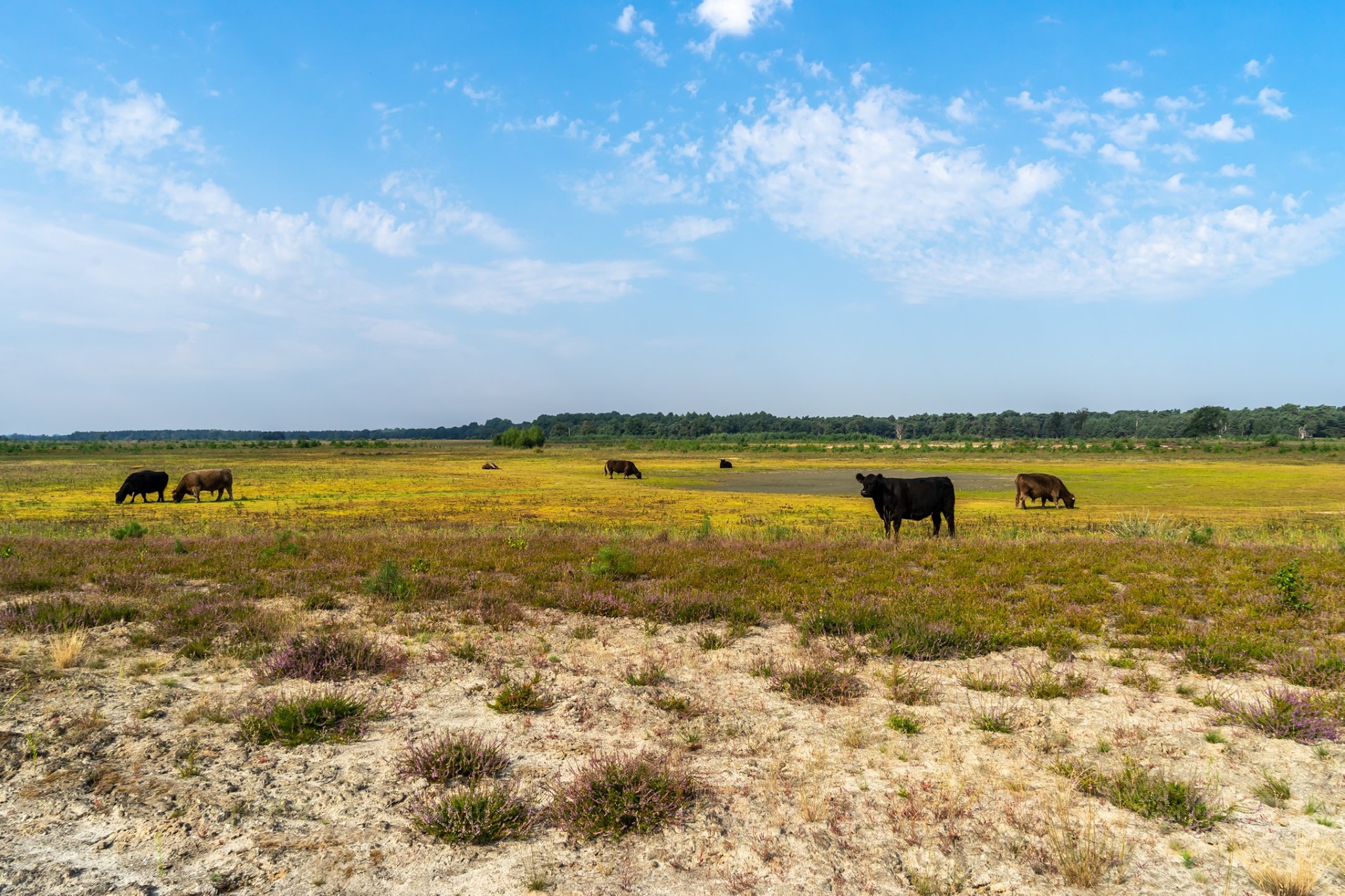 Landschap met grazers in Hageven