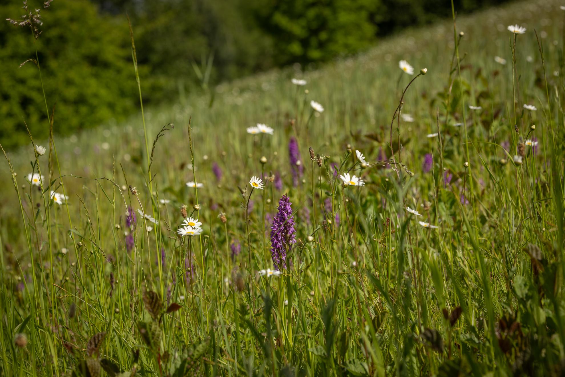 Grasland in bloei op Vaarttaluds Moen