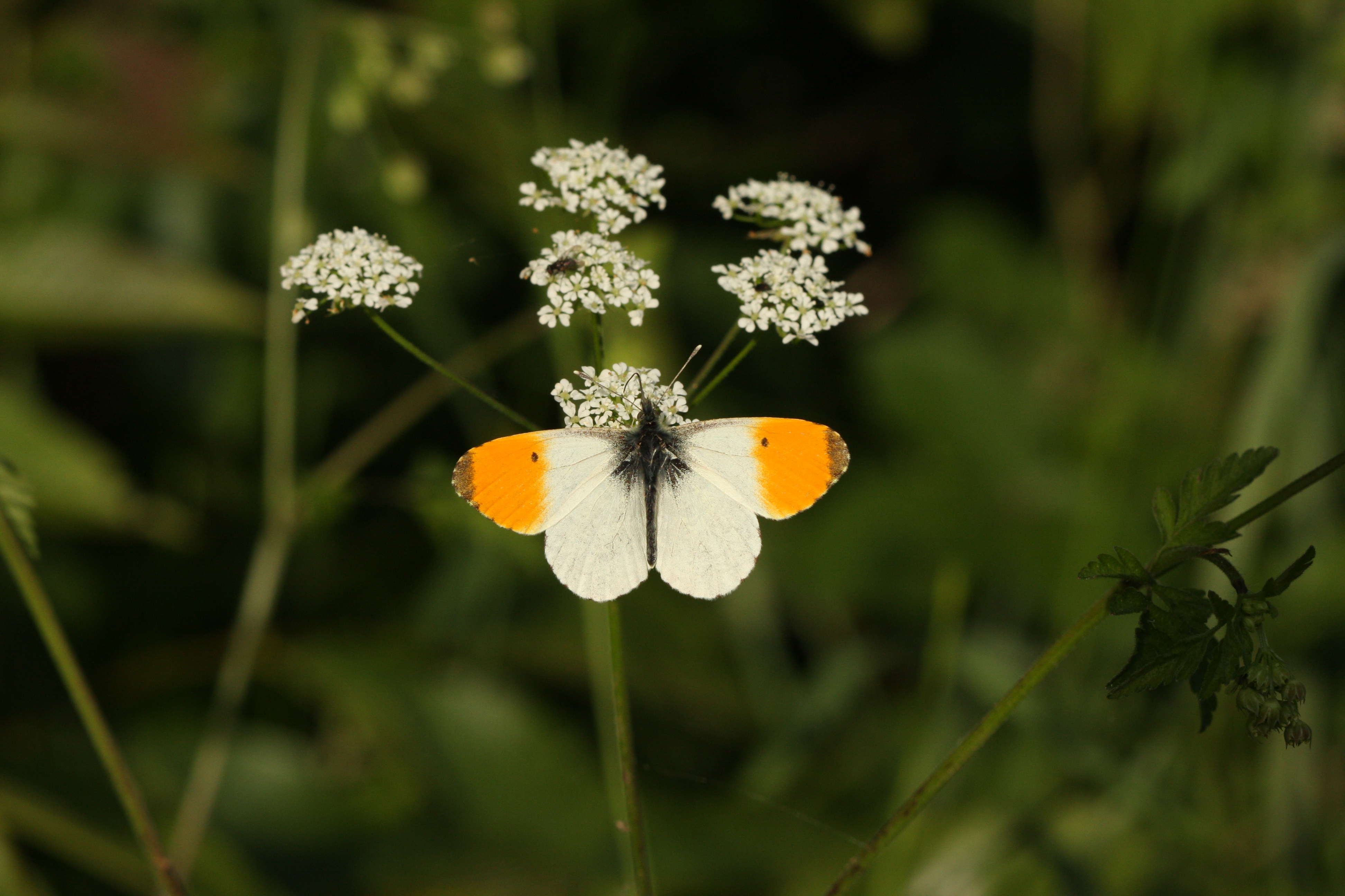 Oranjetipje vlinder