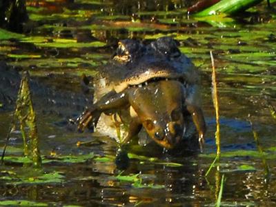 Een alligator in het water met een stierkikker in zijn bek