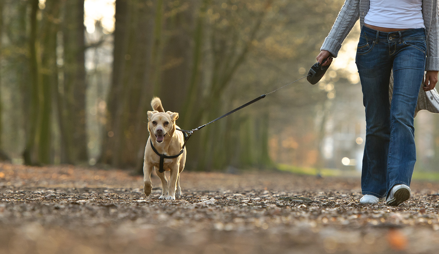 Wandelaar met hond