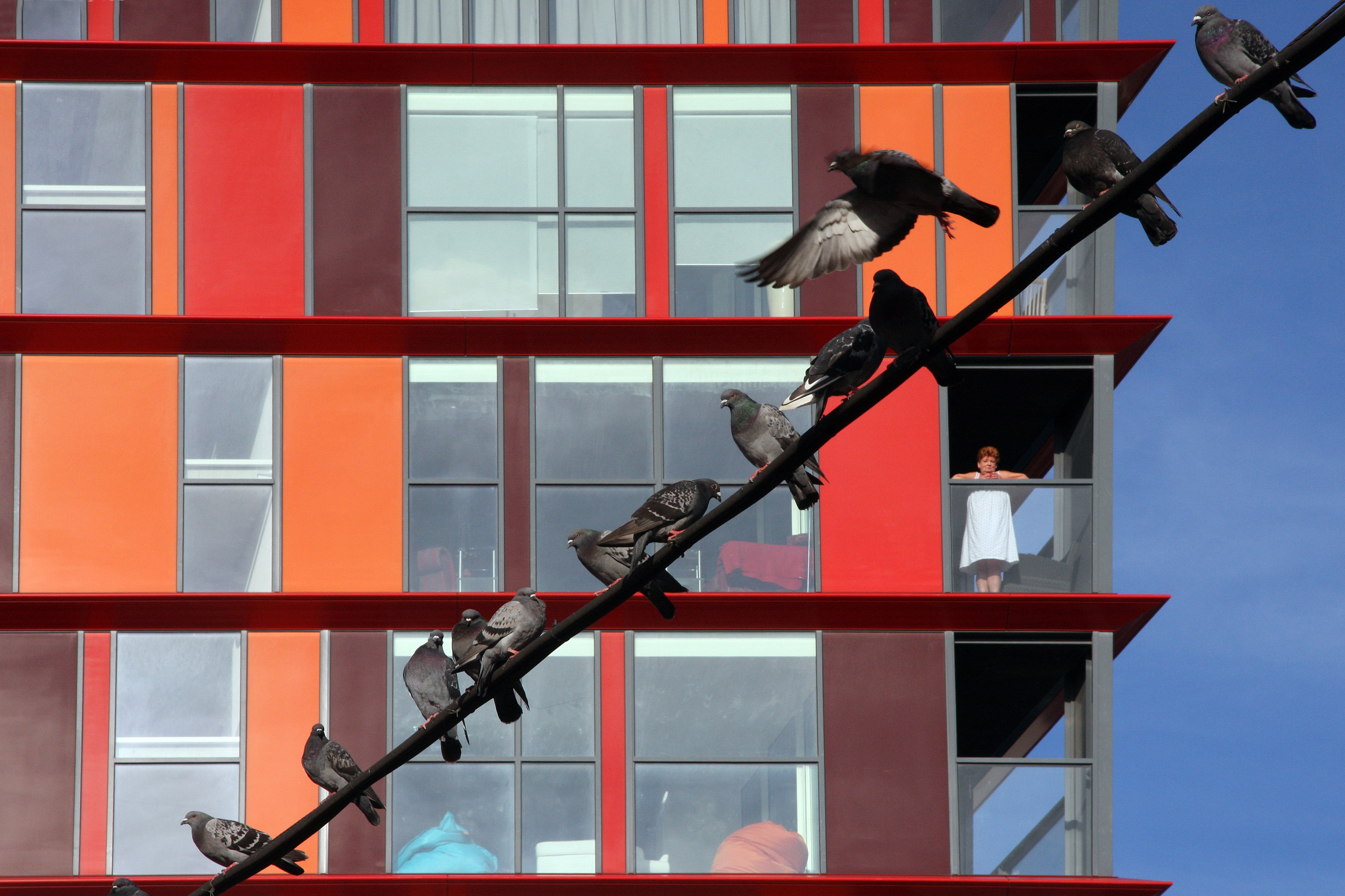 Rotterdam flatgebouw met duiven