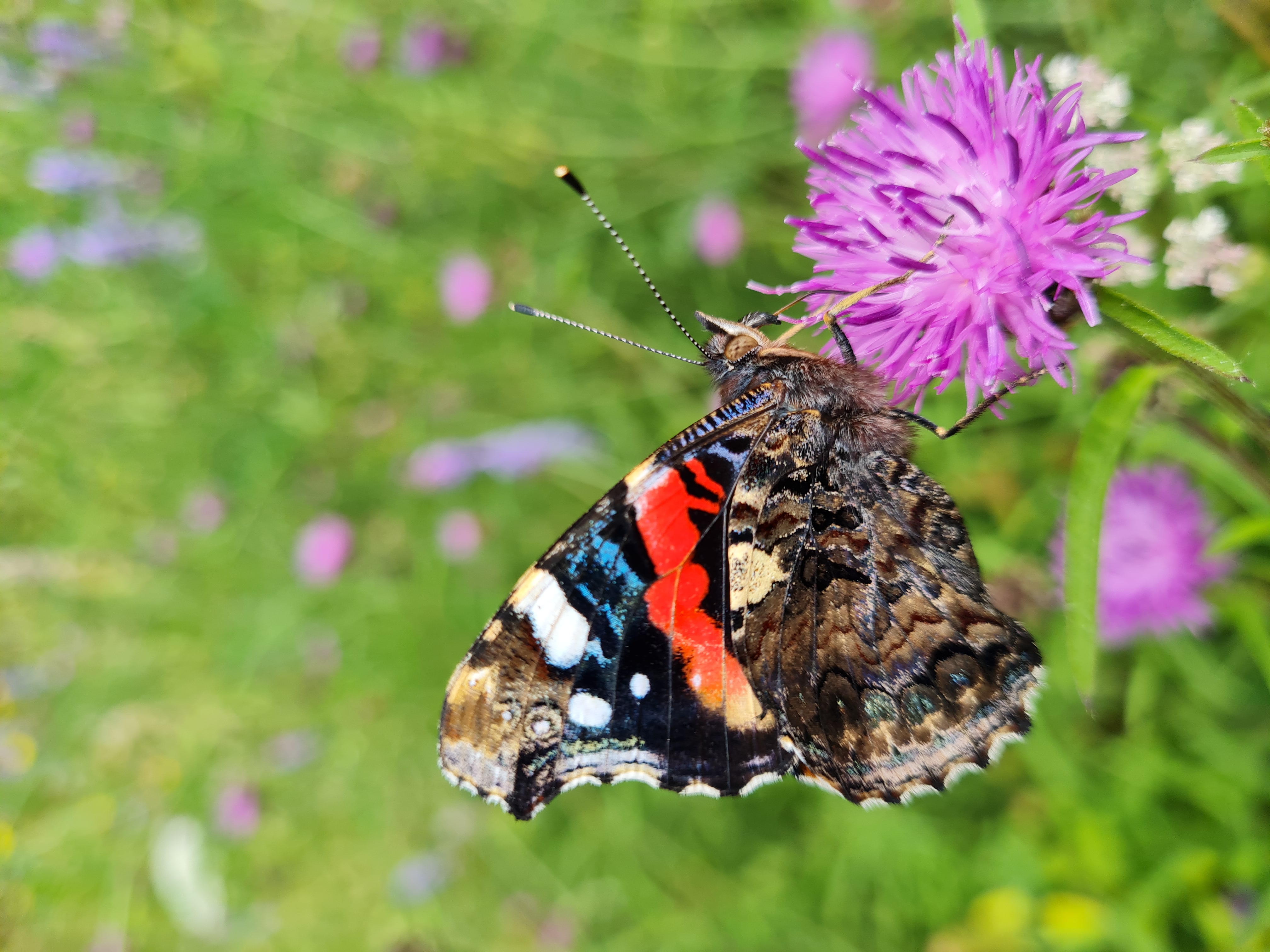 atalanta op knoopkruid 