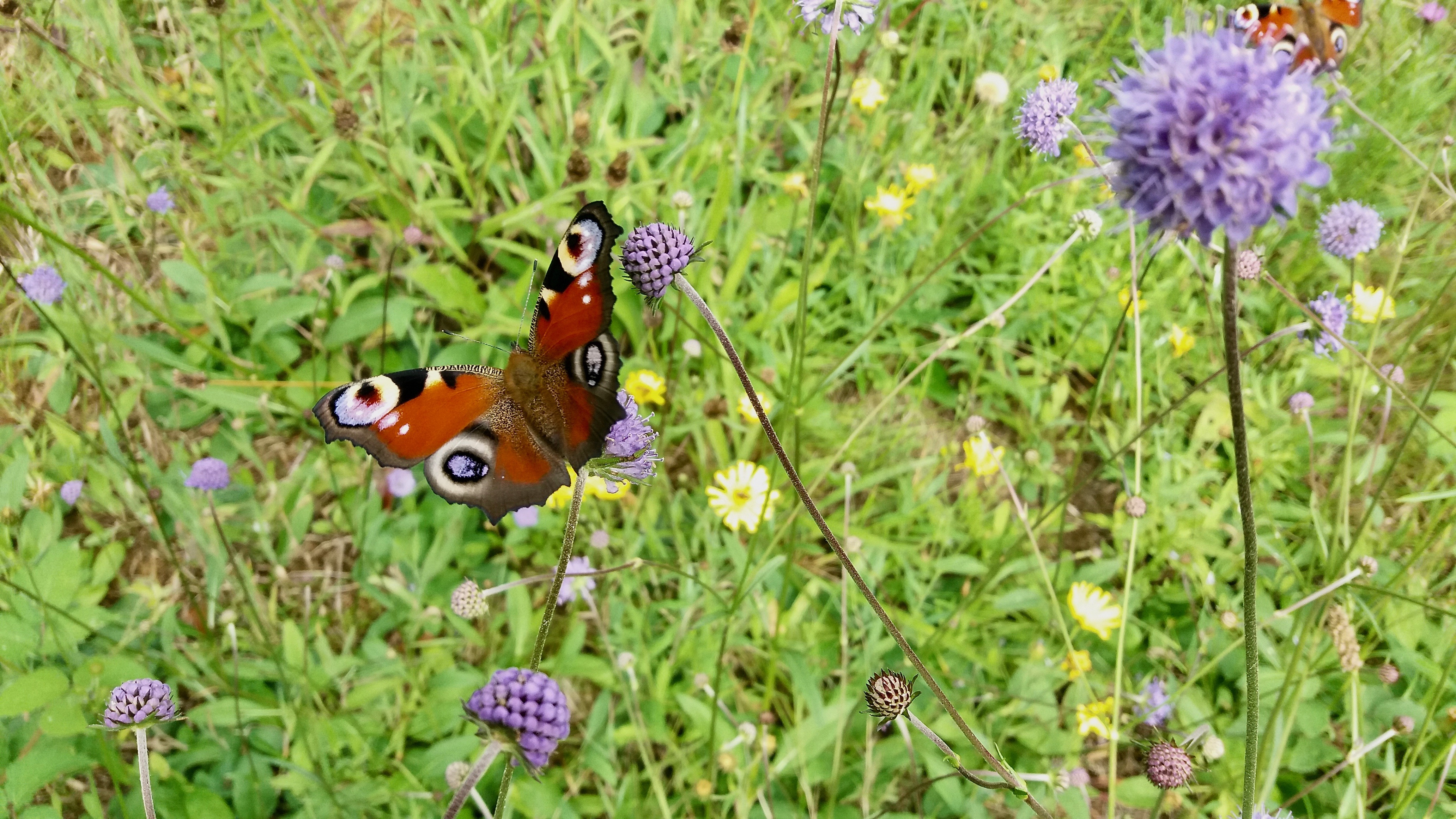 dagpauwoog op blauwe knoop