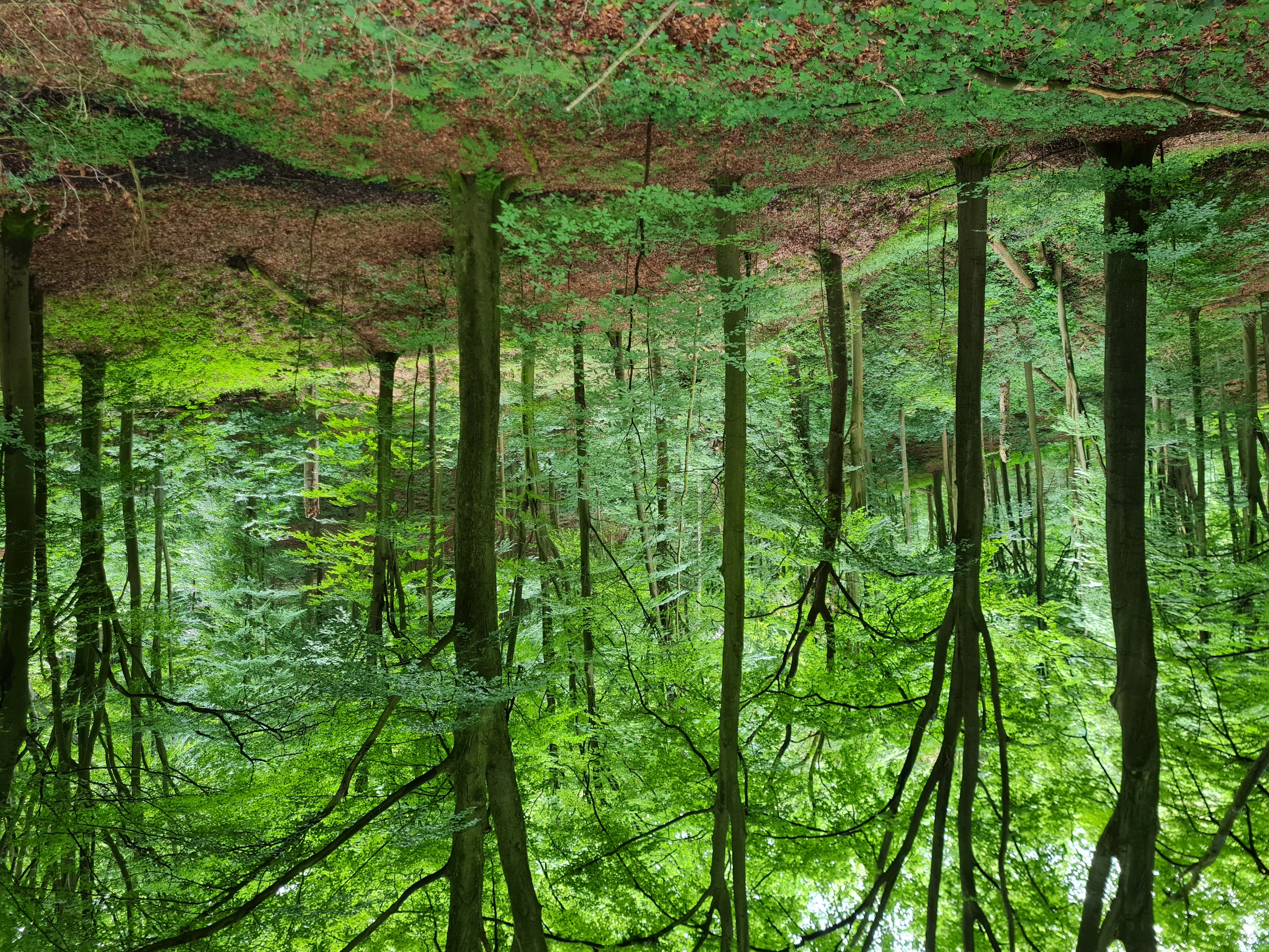 zicht in het bos