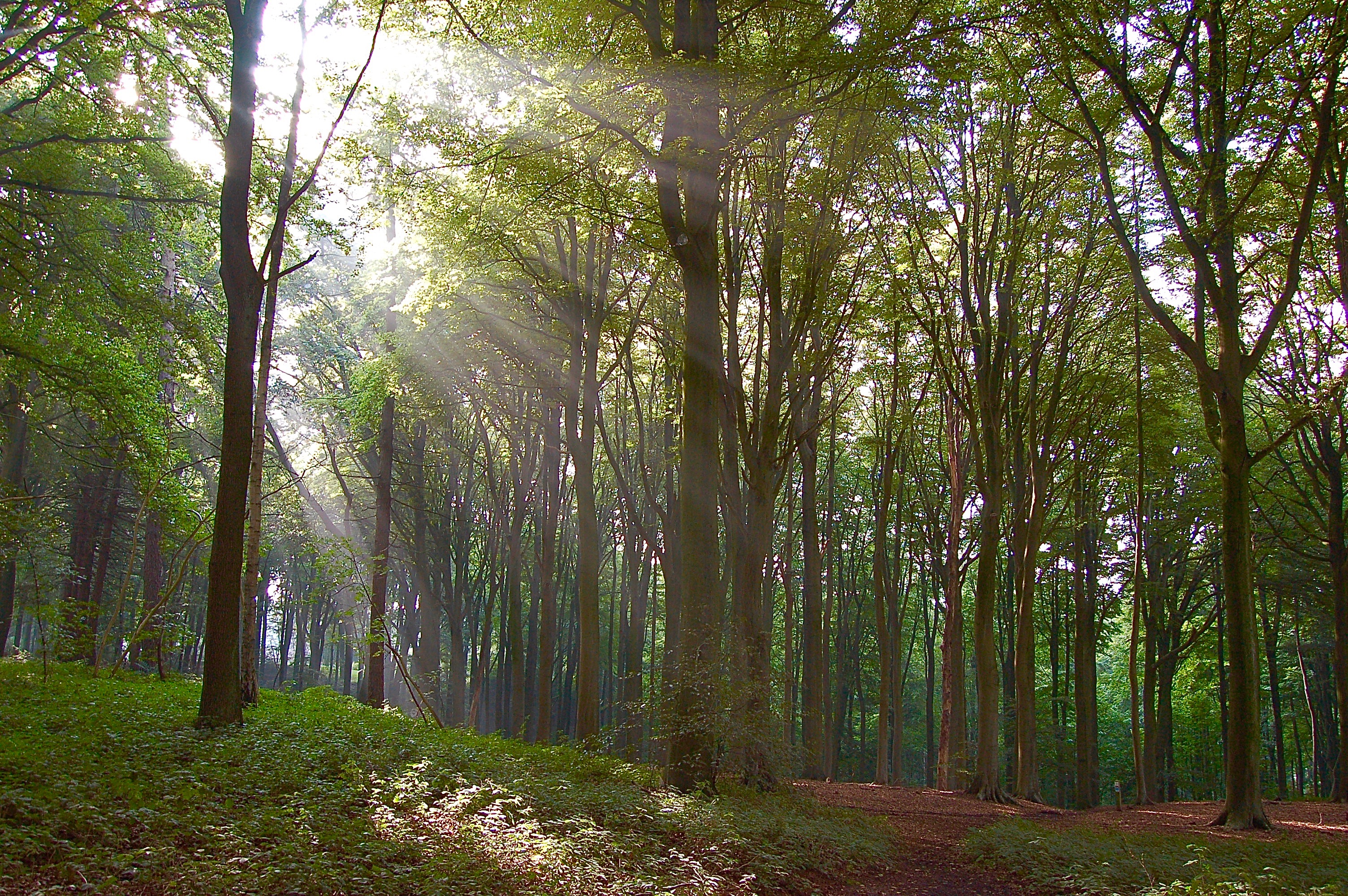 zonneschijn door het bos