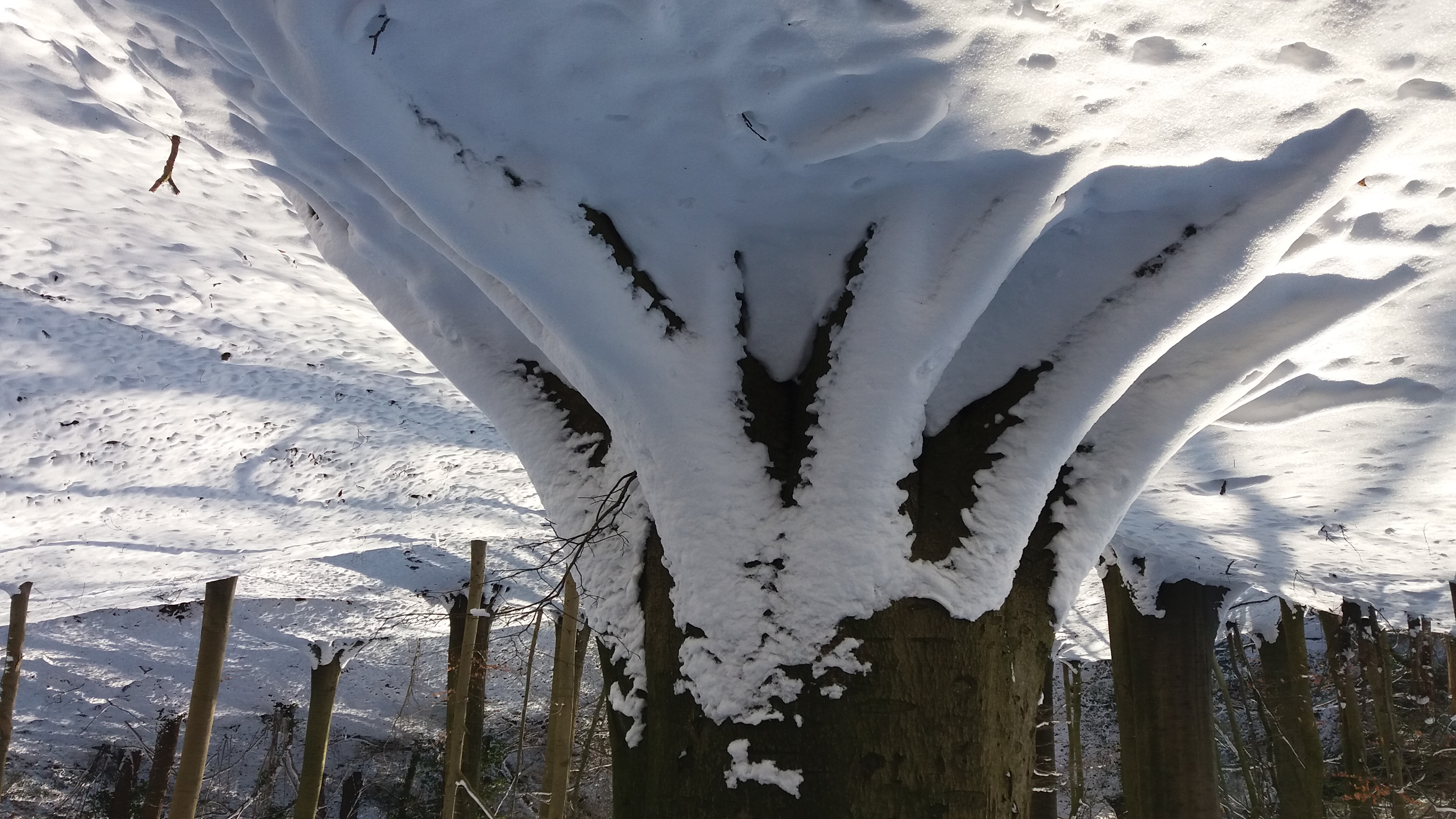 boomwortels in de sneeuw