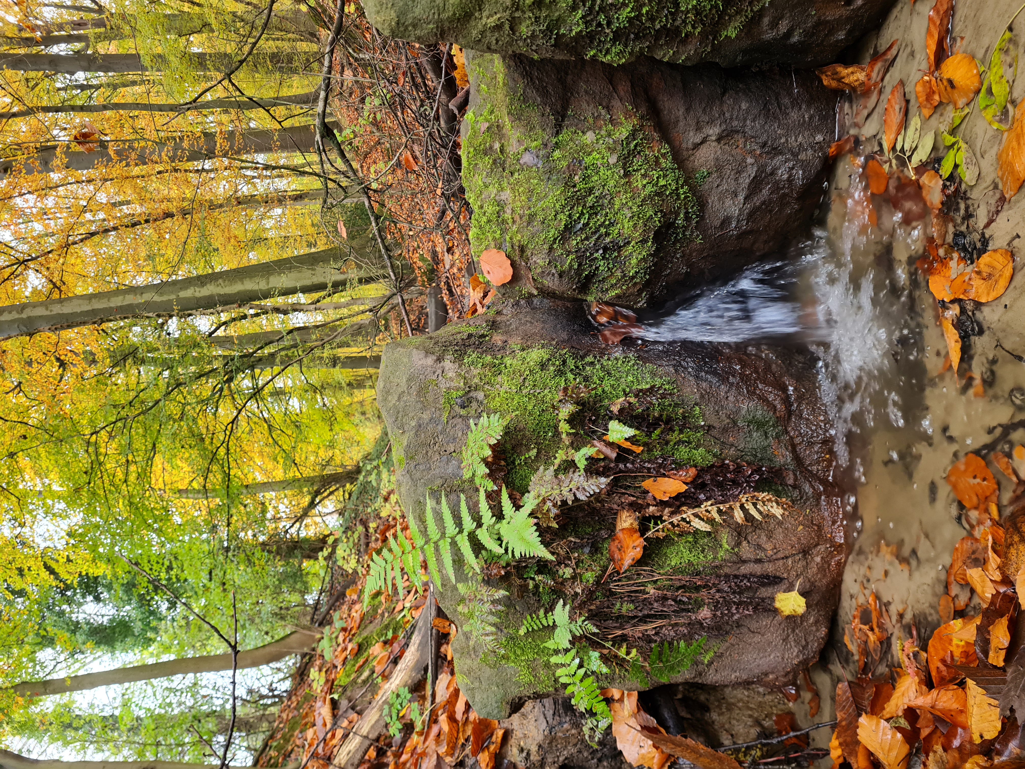 beekje in het bos