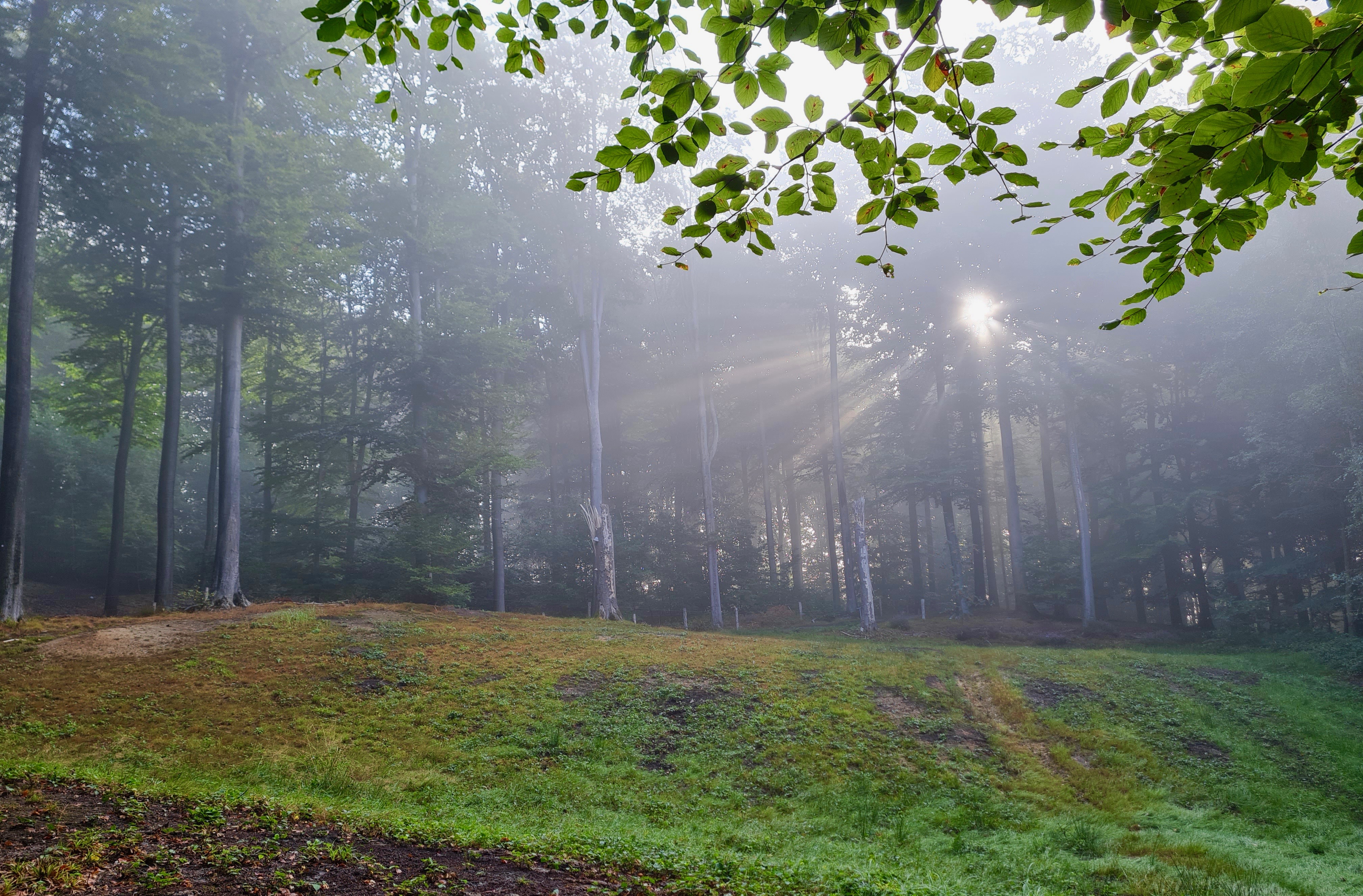 zonneschijn in het bos