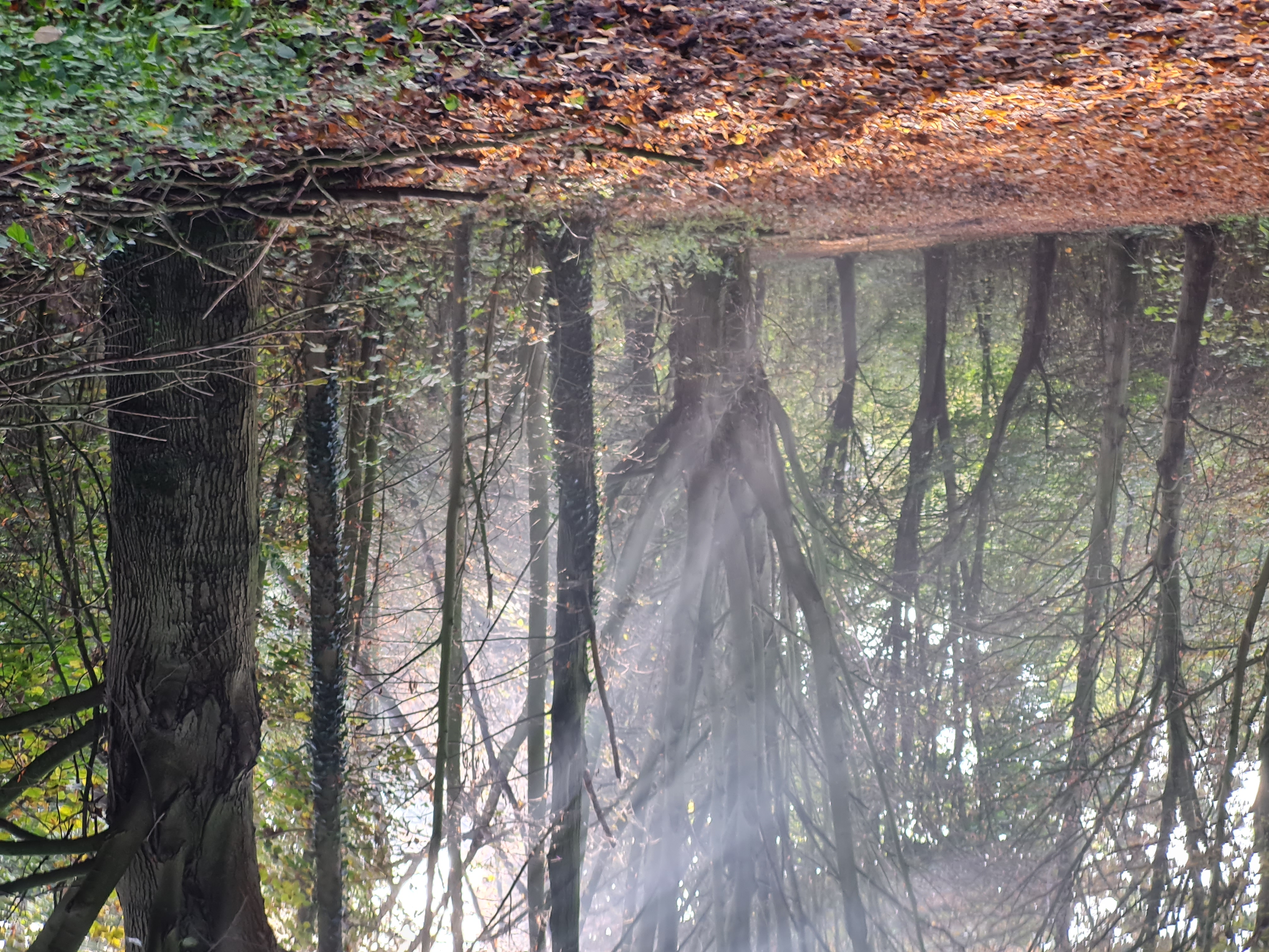 zonnestralen in het bos