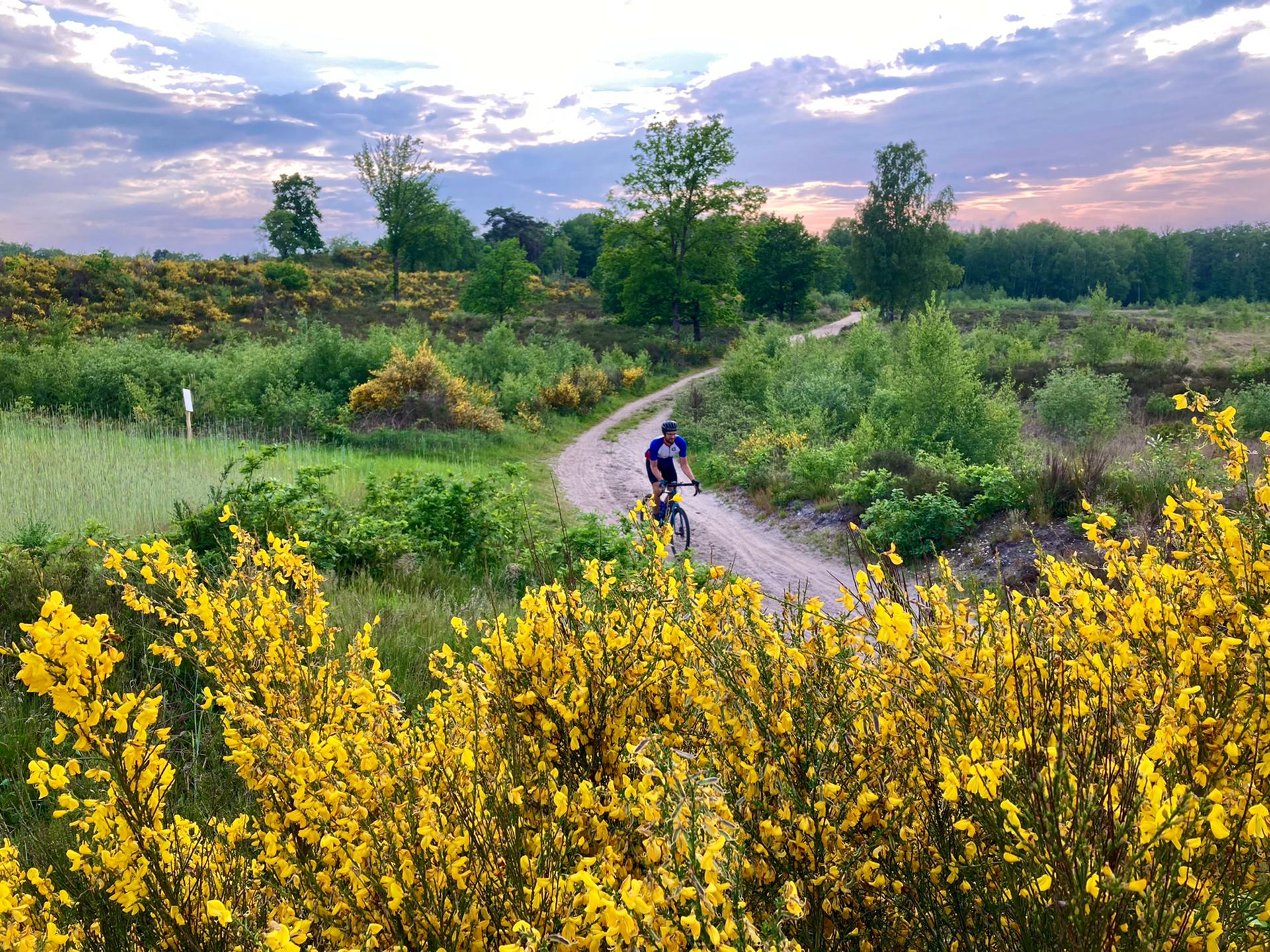 Gravelbiker tussen gele brem