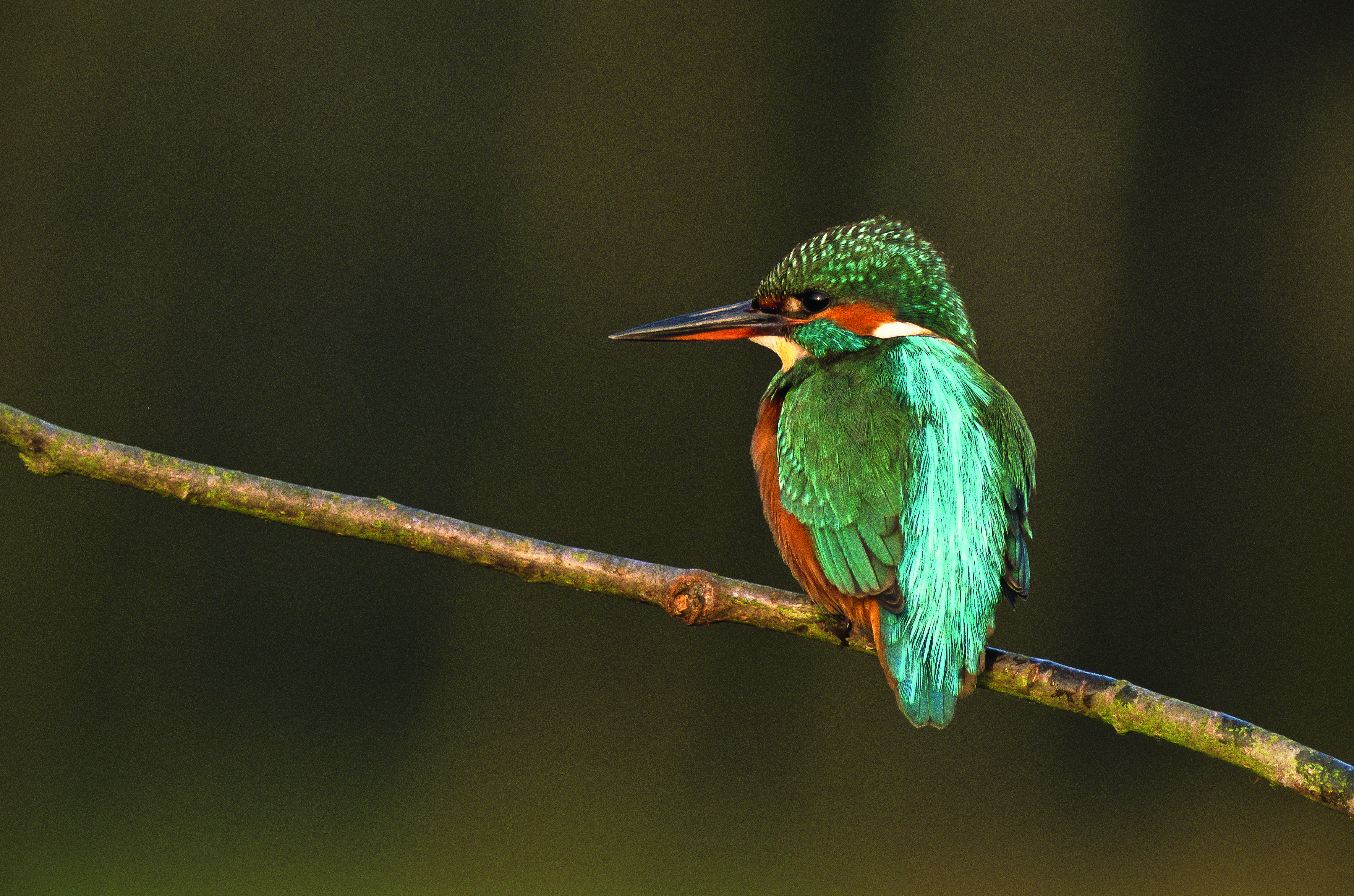 ijsvogel 