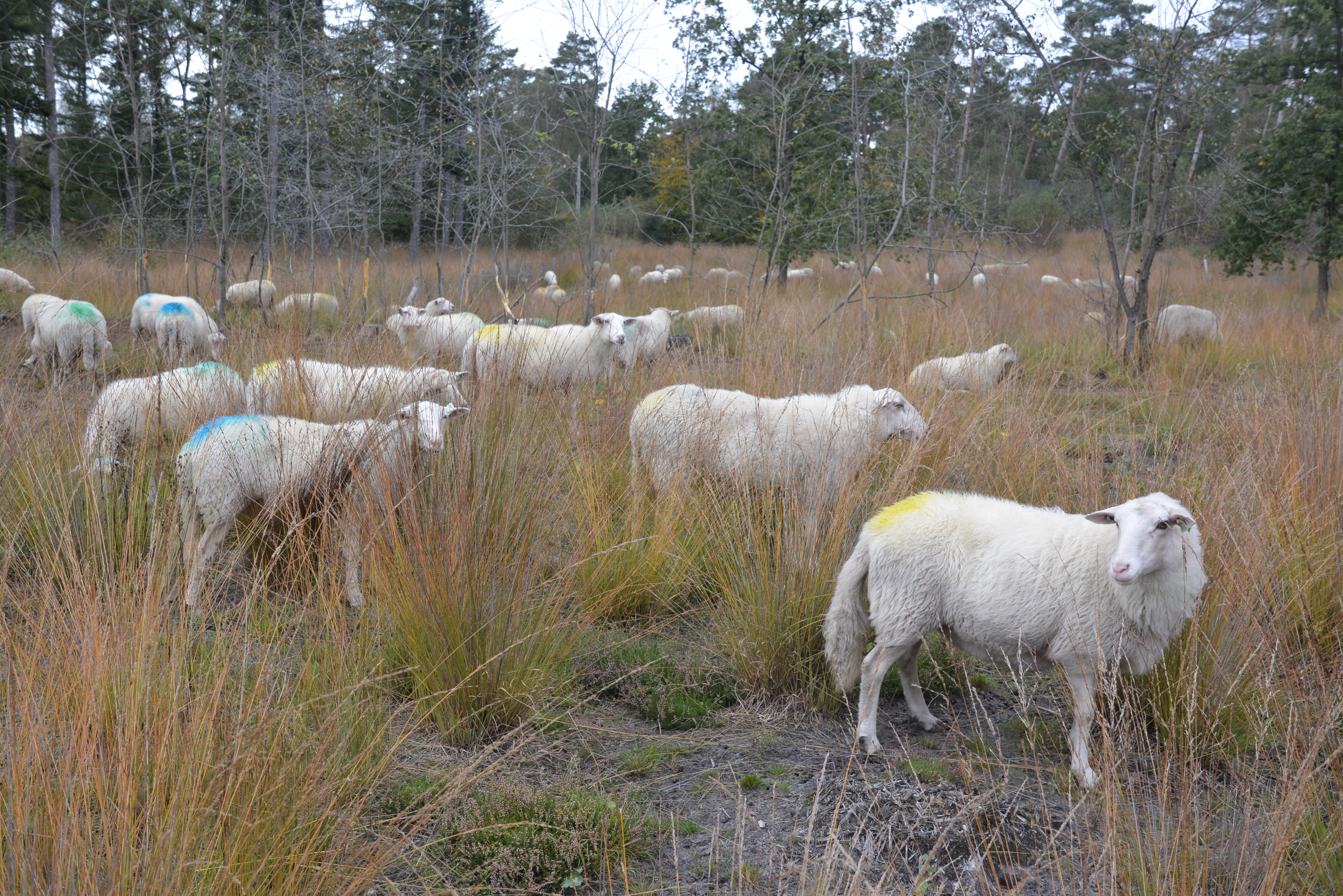 Schapenbegrazing in Epelaar