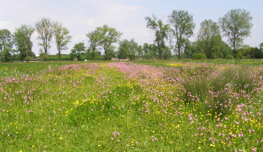 bloemenweide