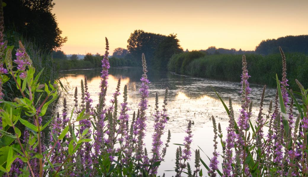 zicht op het water met paarse bloemen ervoor