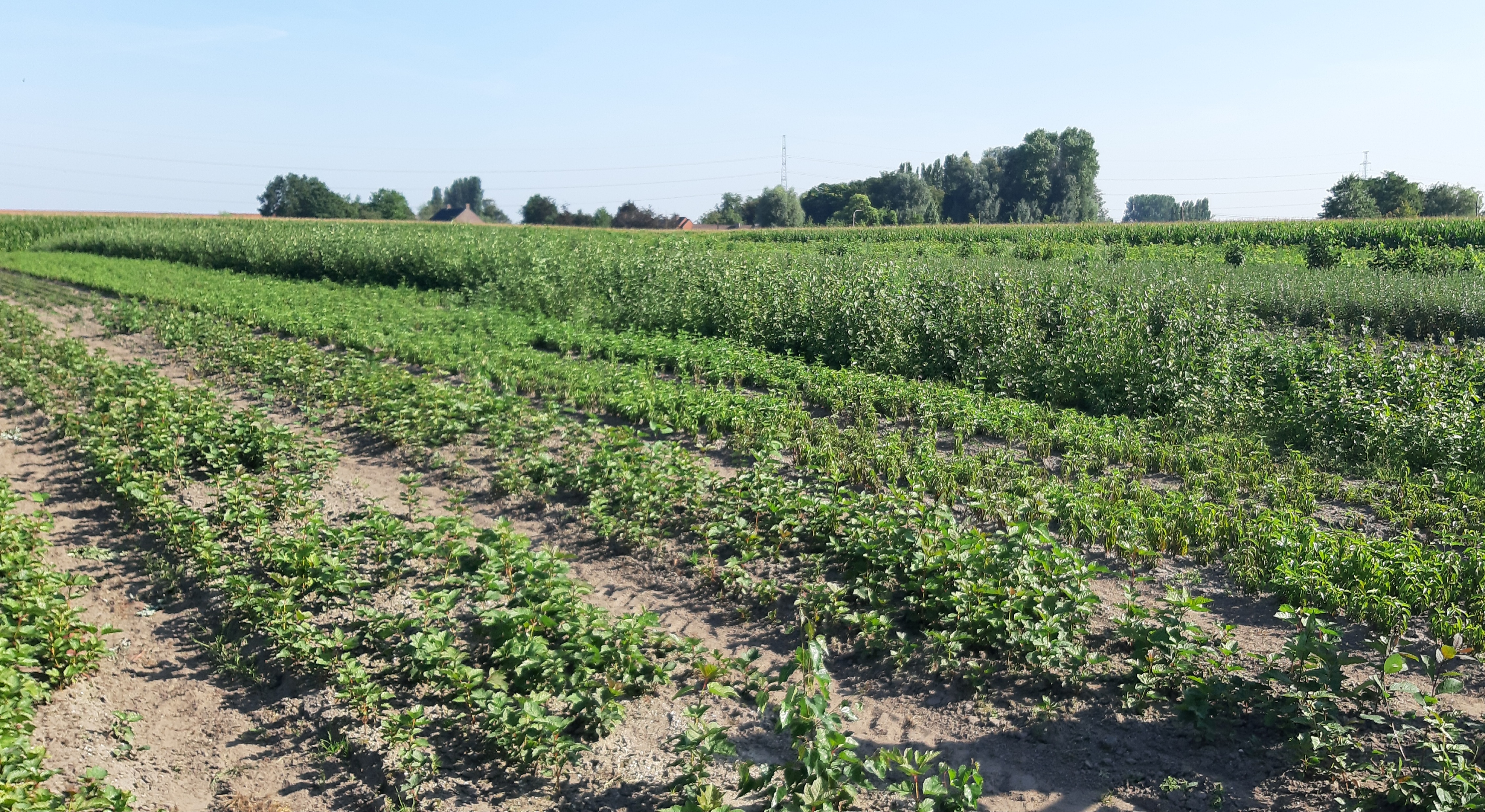 Veld waar bomen opgekweekt worden