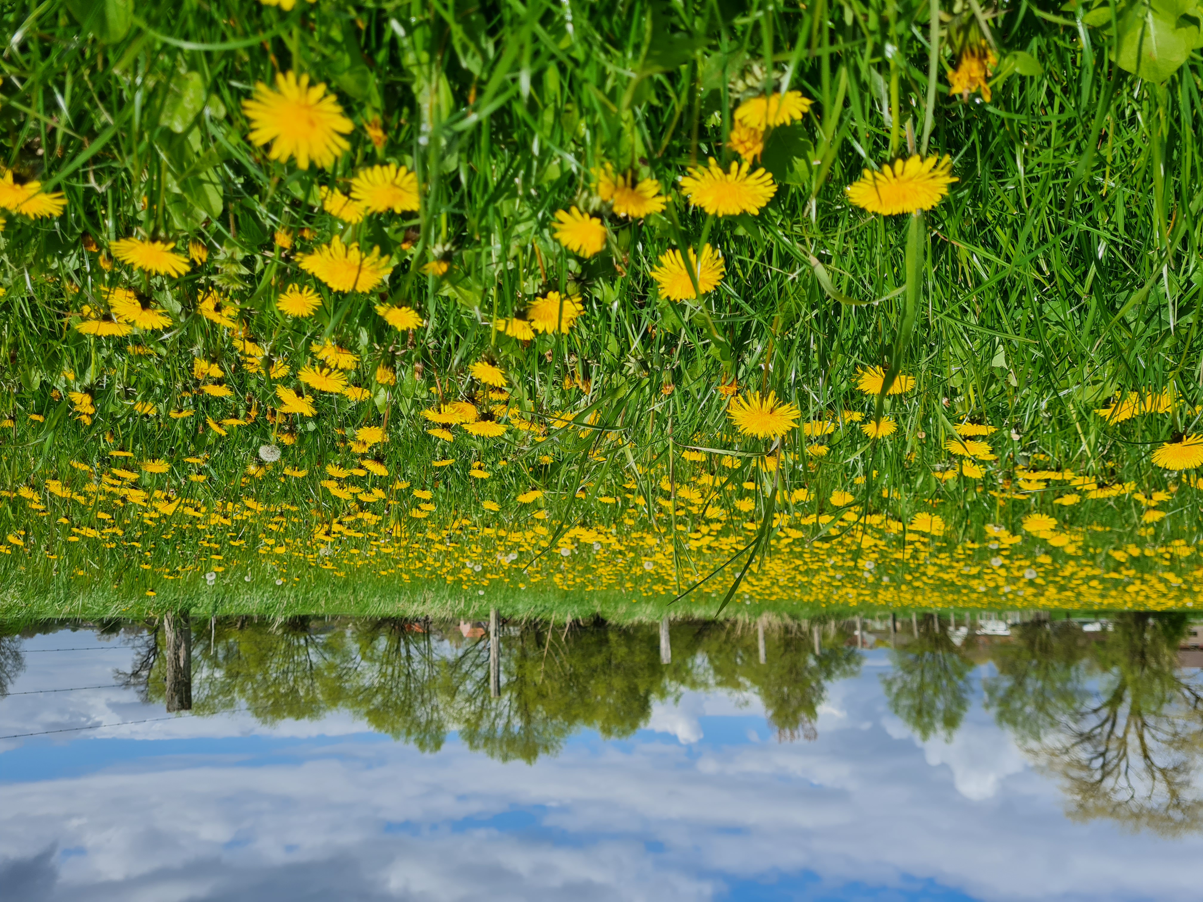 paardenbloem