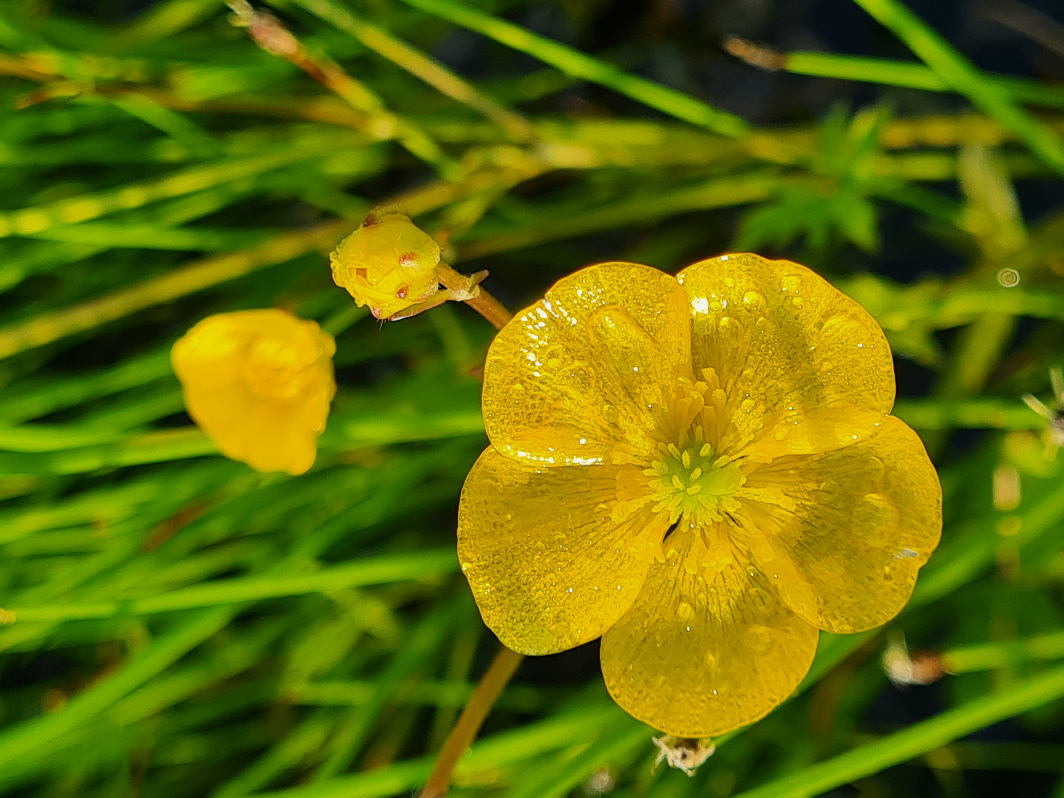 scherpe boterbloem