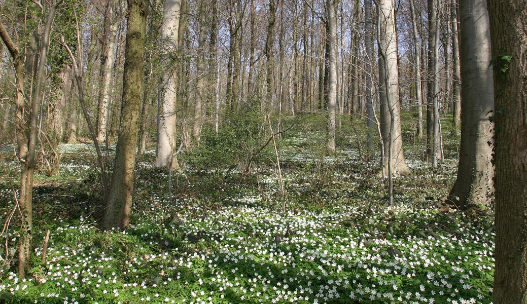 tapijt van bosanemoon