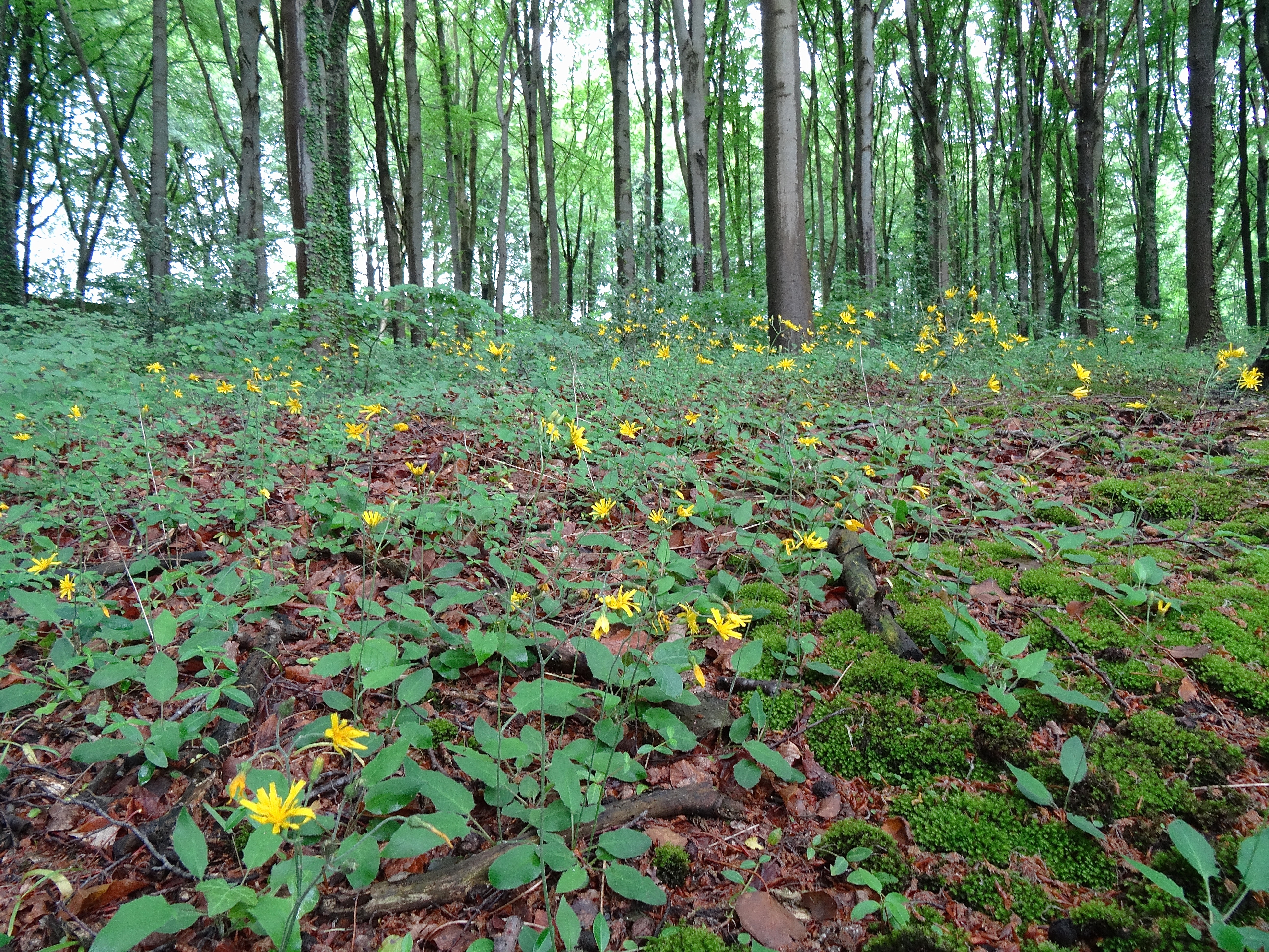 gele bloemen in het bos