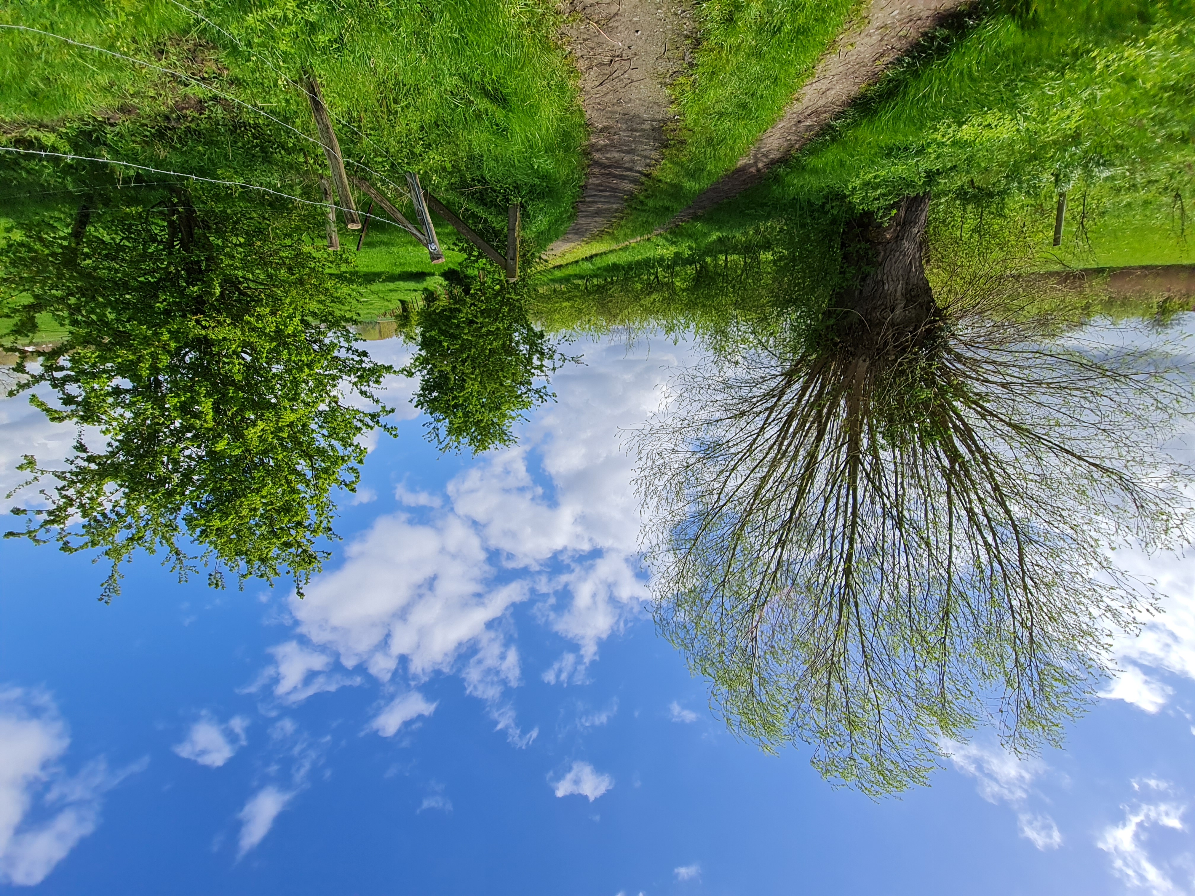 landweg met wilgen