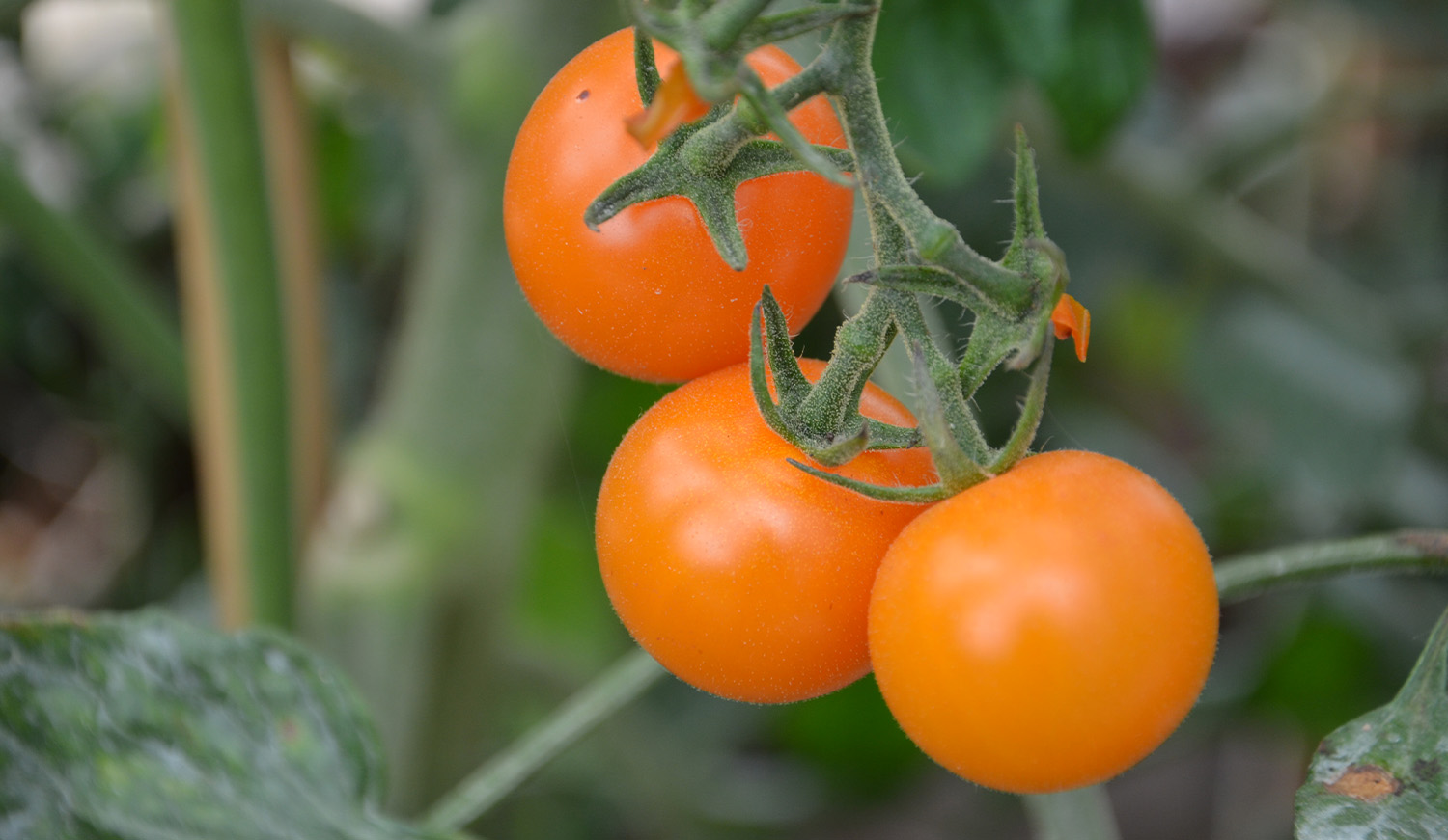 Tomaten