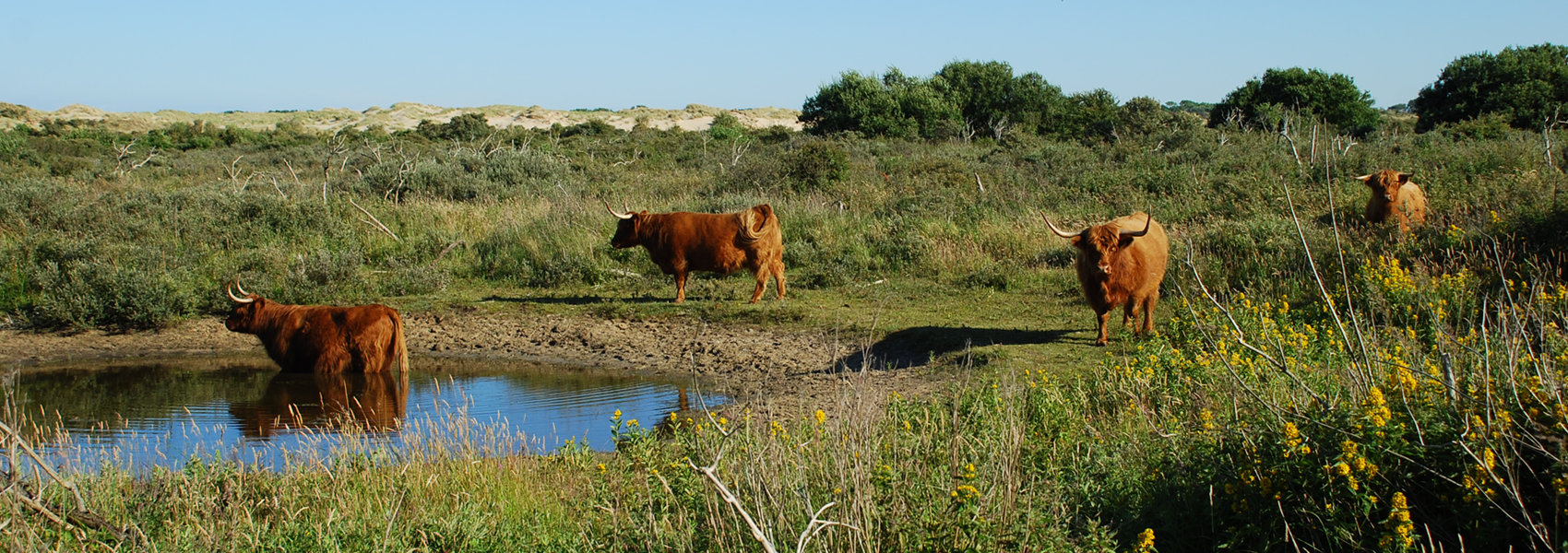 grazers