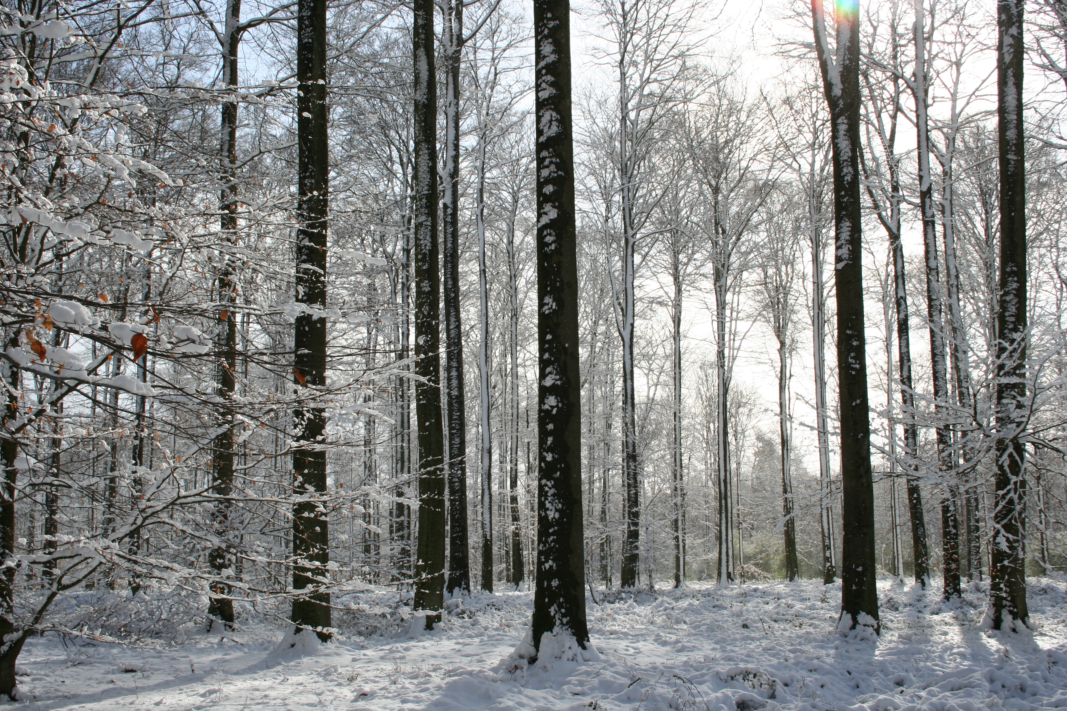 sneeuw in Zoniën