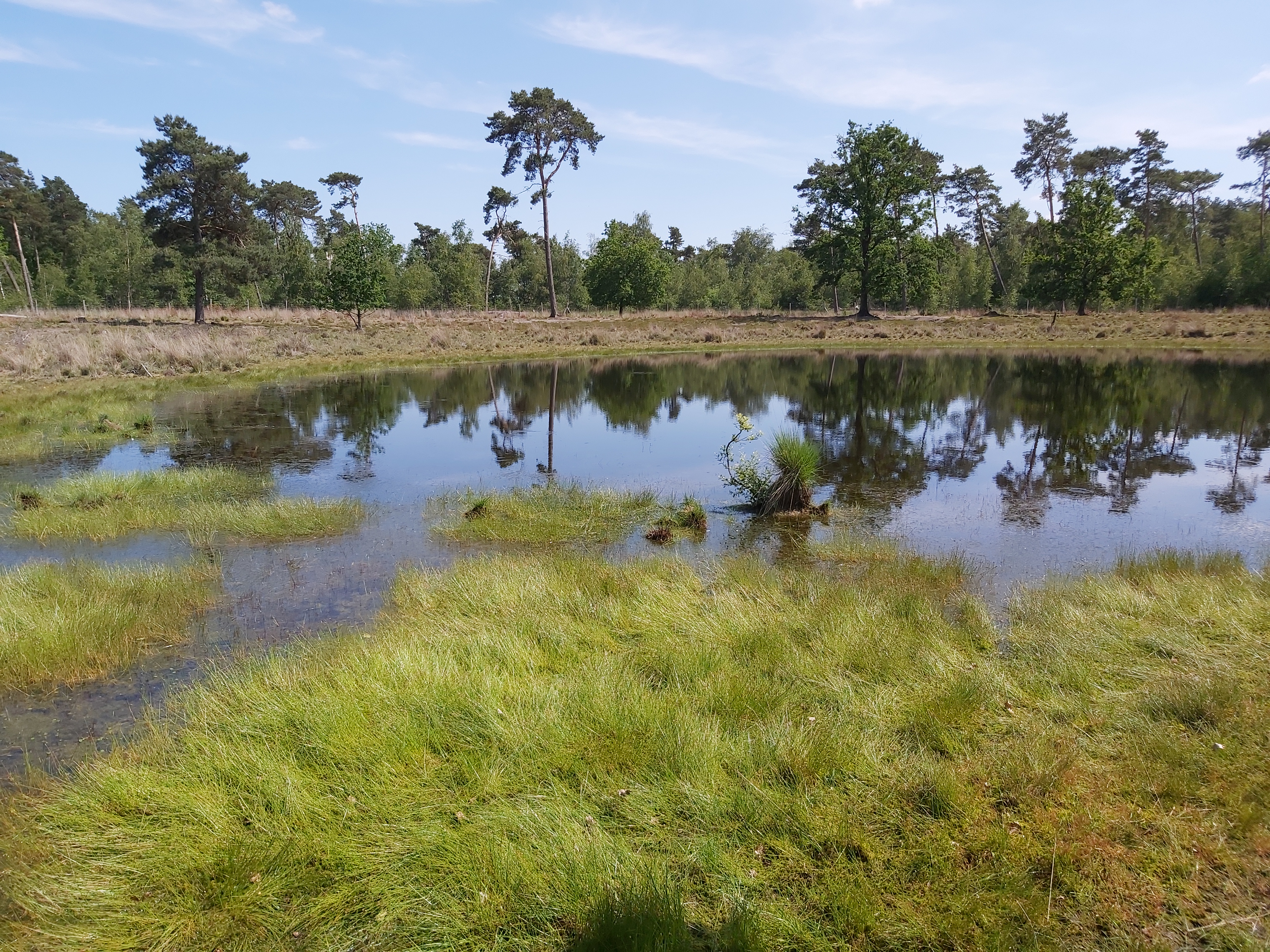 Blakheide