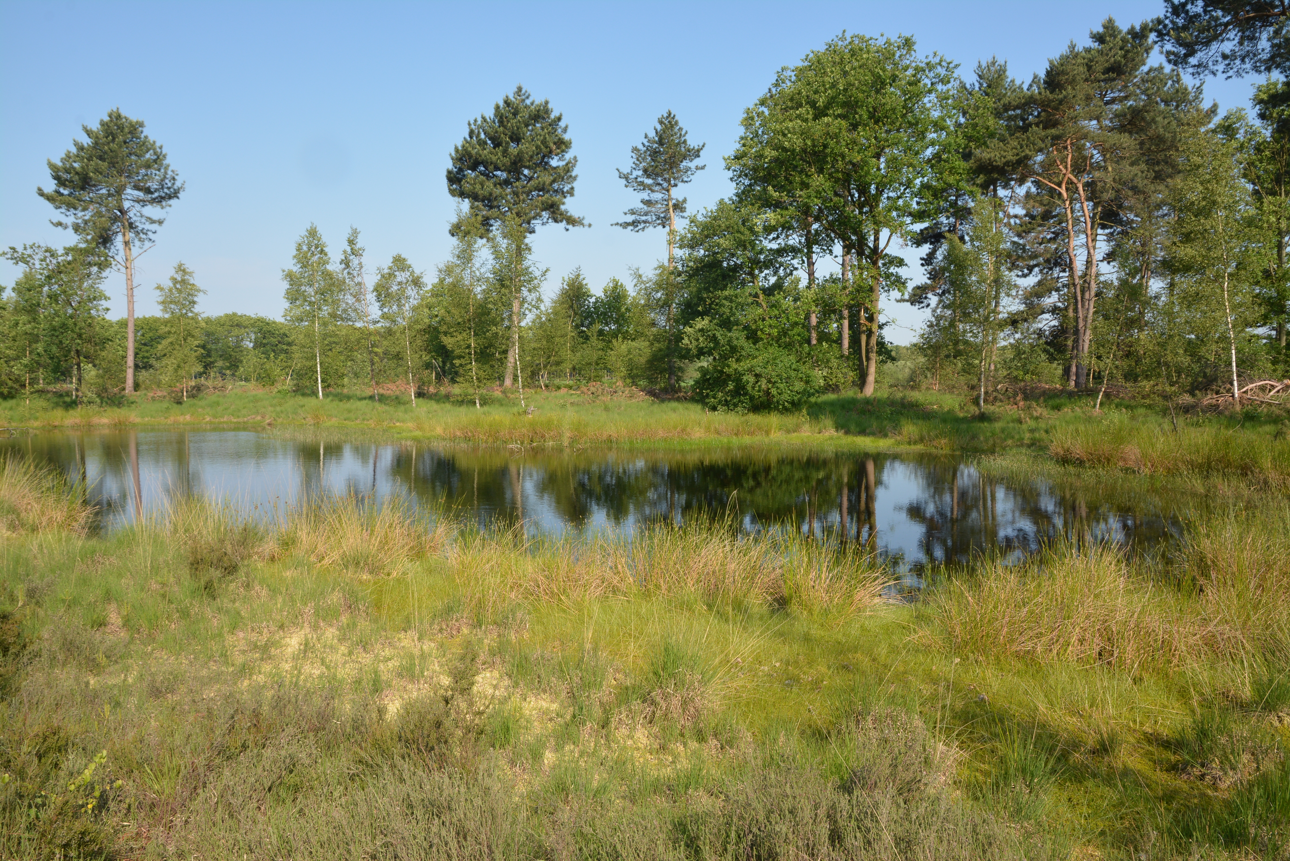 ven in Blakheide