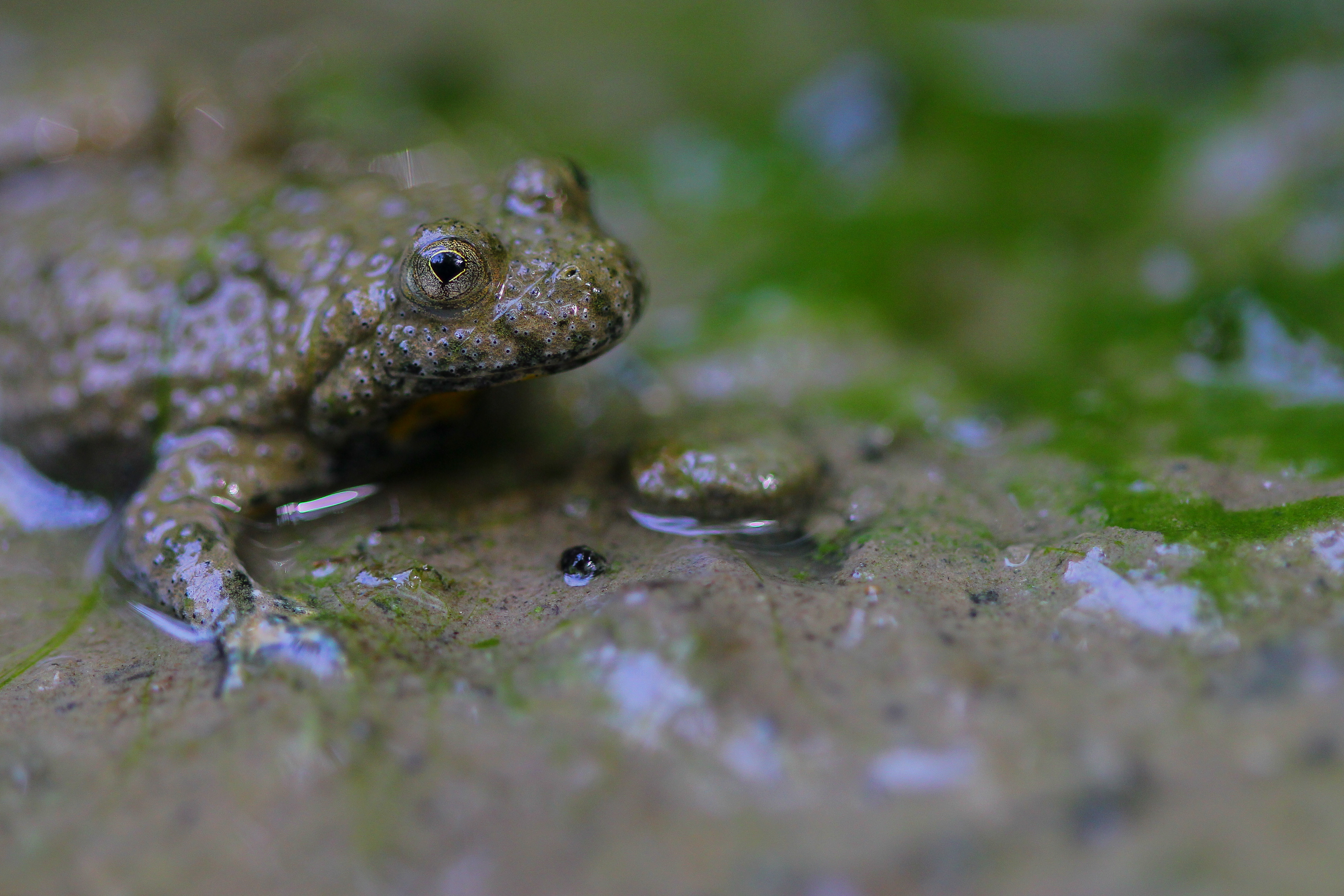 Geelbuikvuurpad - Reinhardt Strubbe