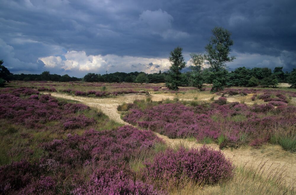 Kalmthoutse heide