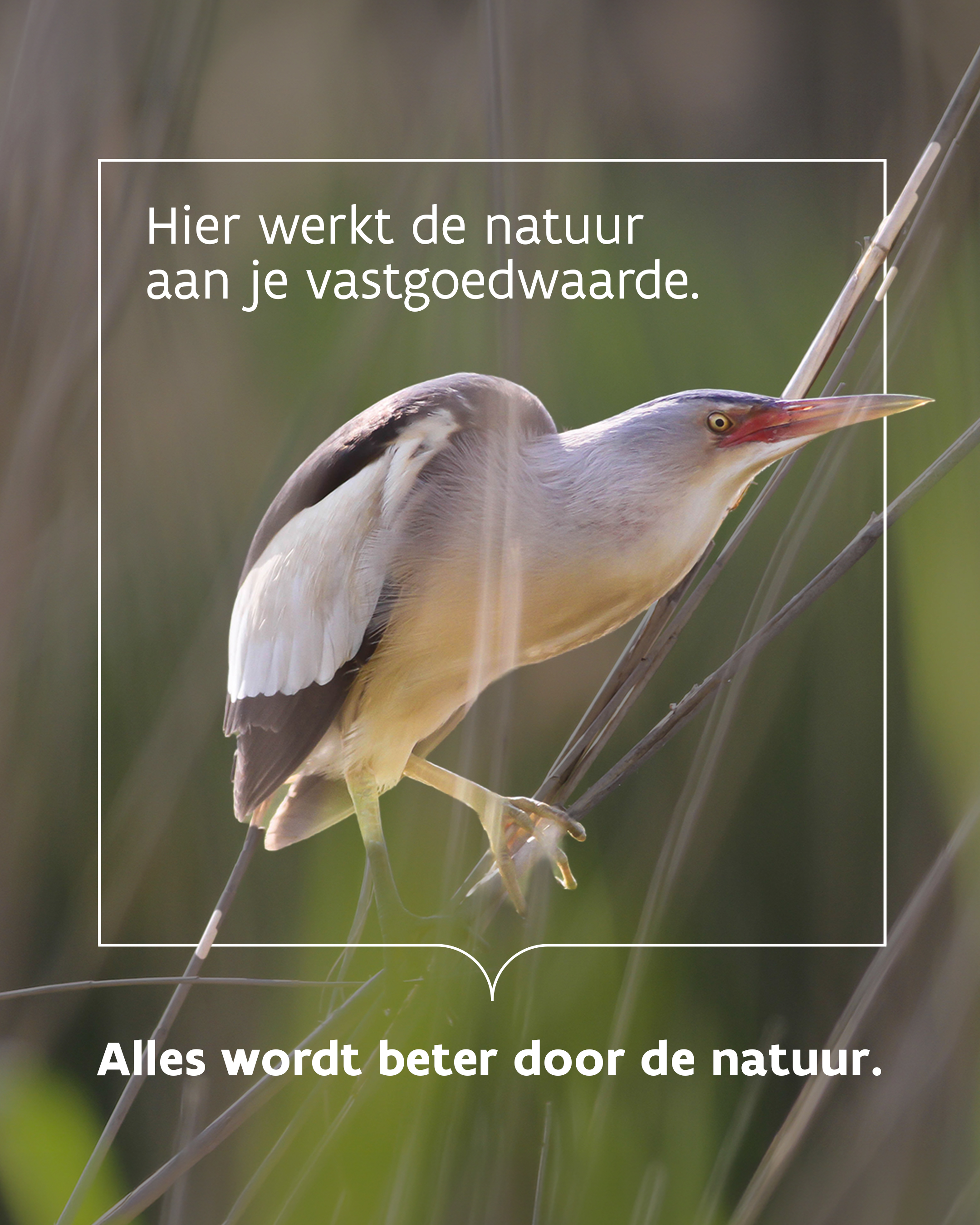 Campagnebeeld Alles wordt beter door de natuur Dijlevallei