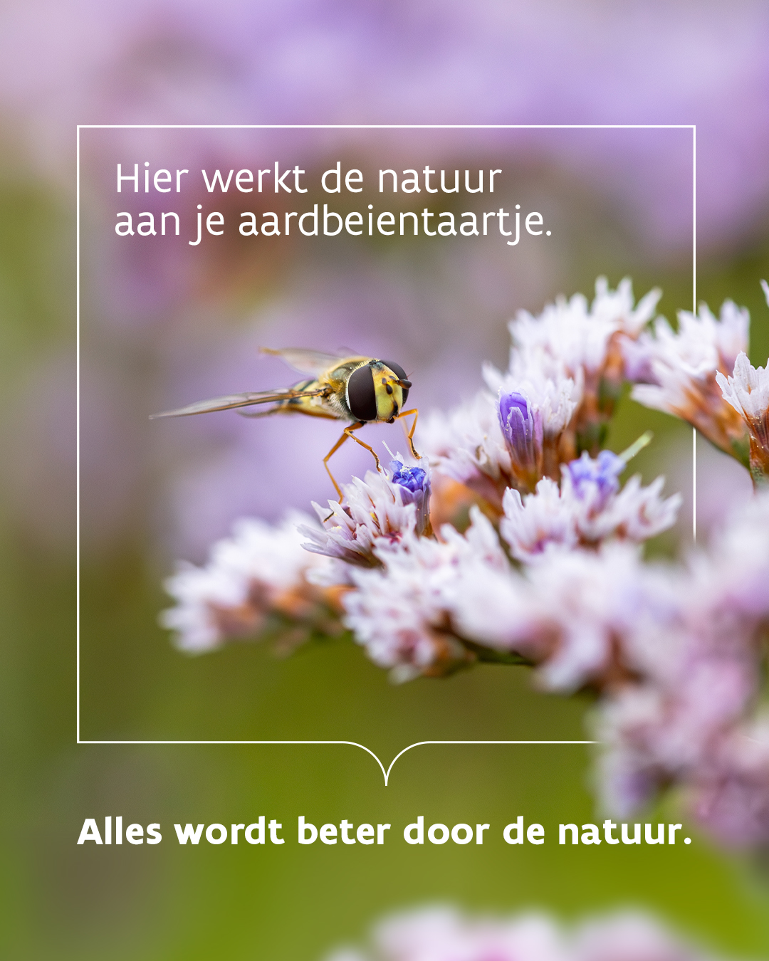 Campagnebeeld Alles wordt beter door de natuur Zwin
