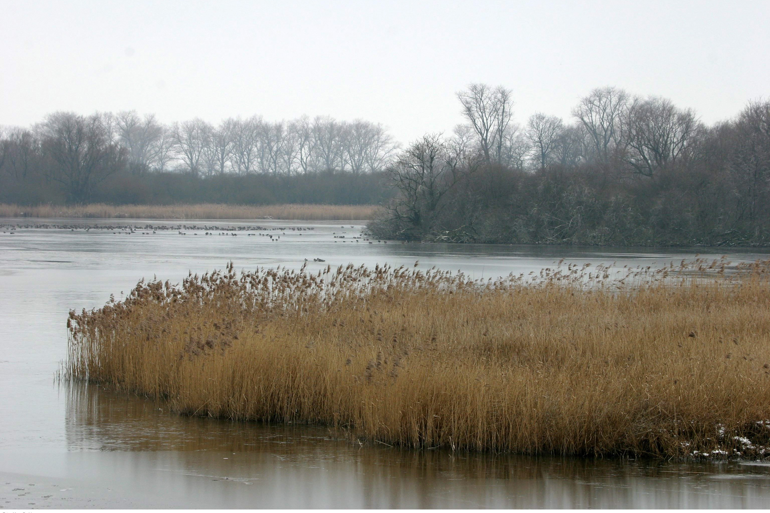 vijver