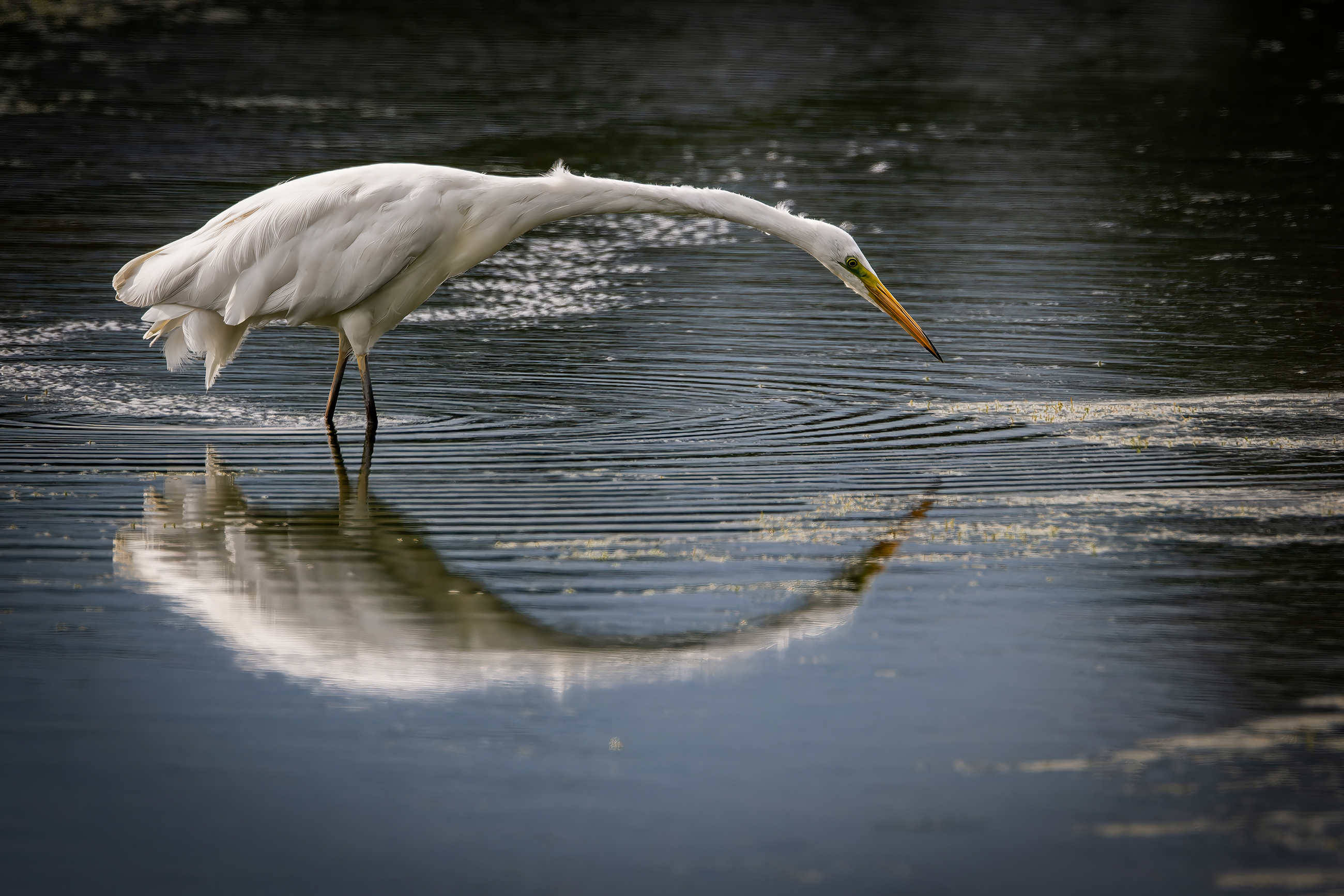 grote zilverreiger