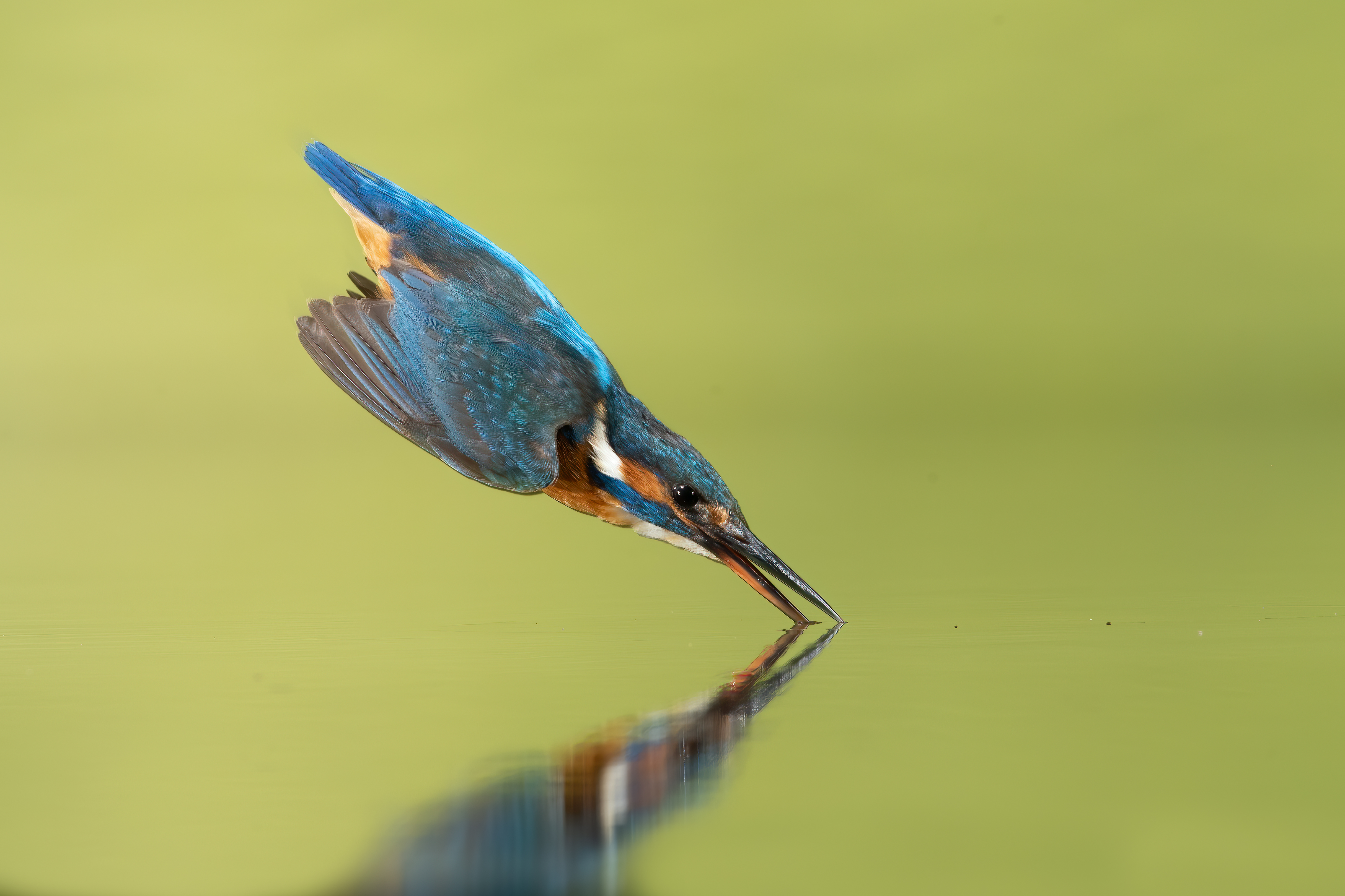 Ijsvogel