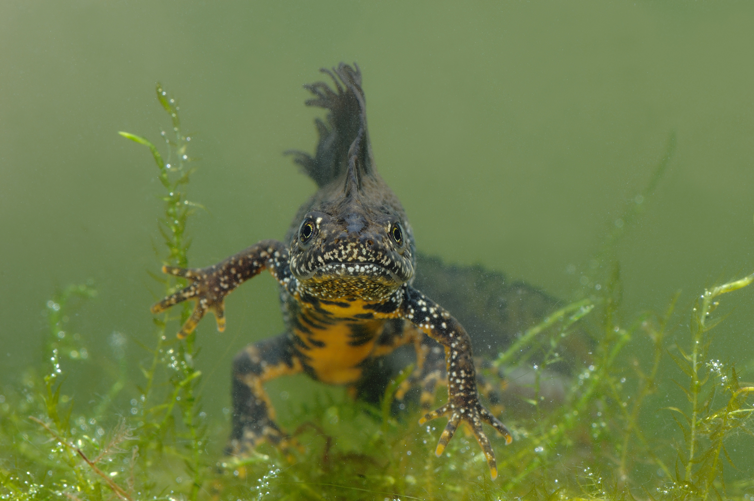 kamsalamander