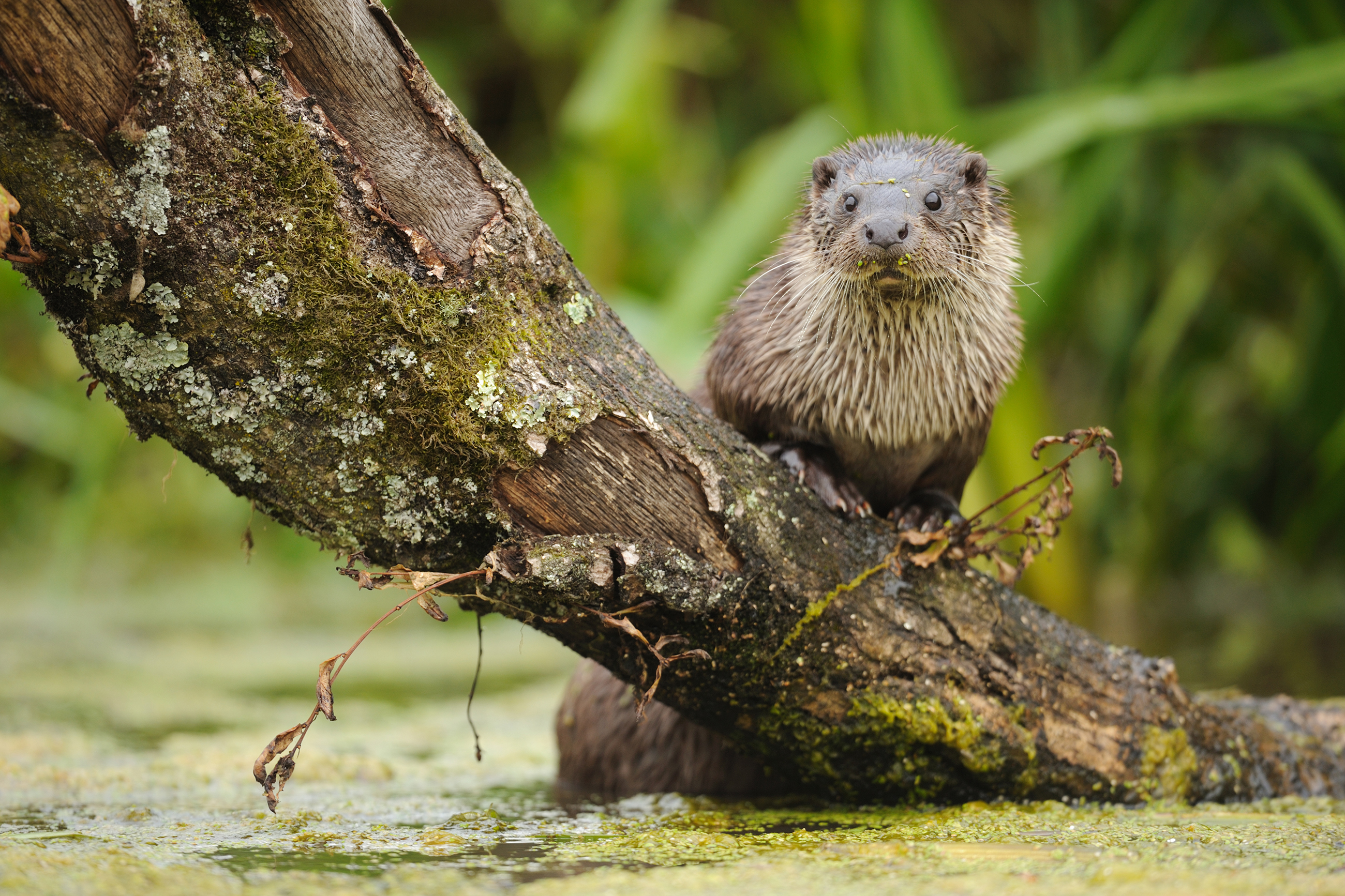 otter