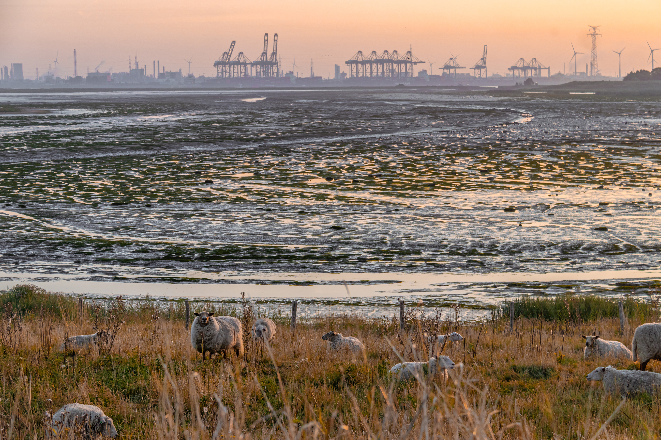 Grenspark Groot Saeftinghe