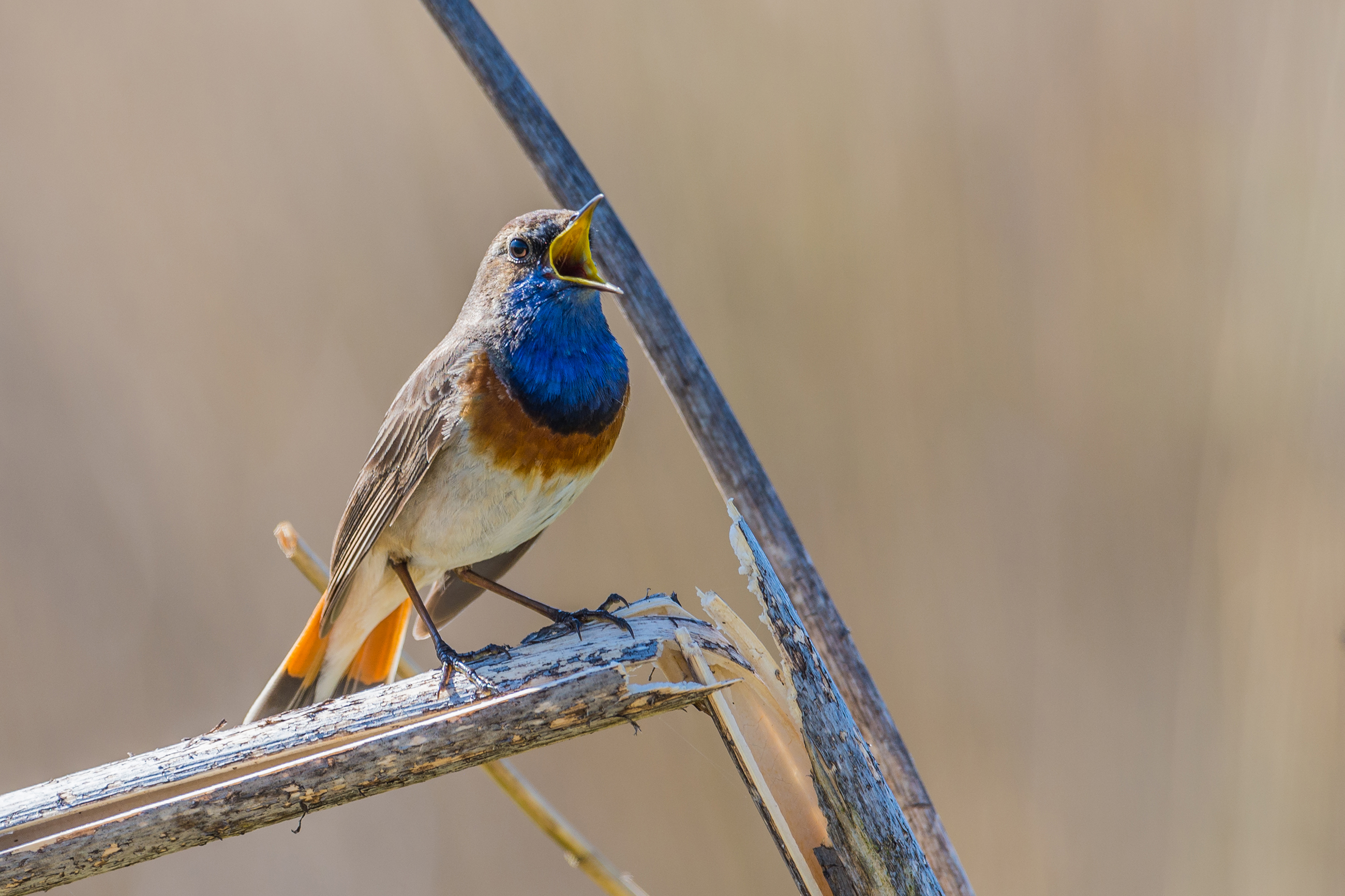 blauwborst