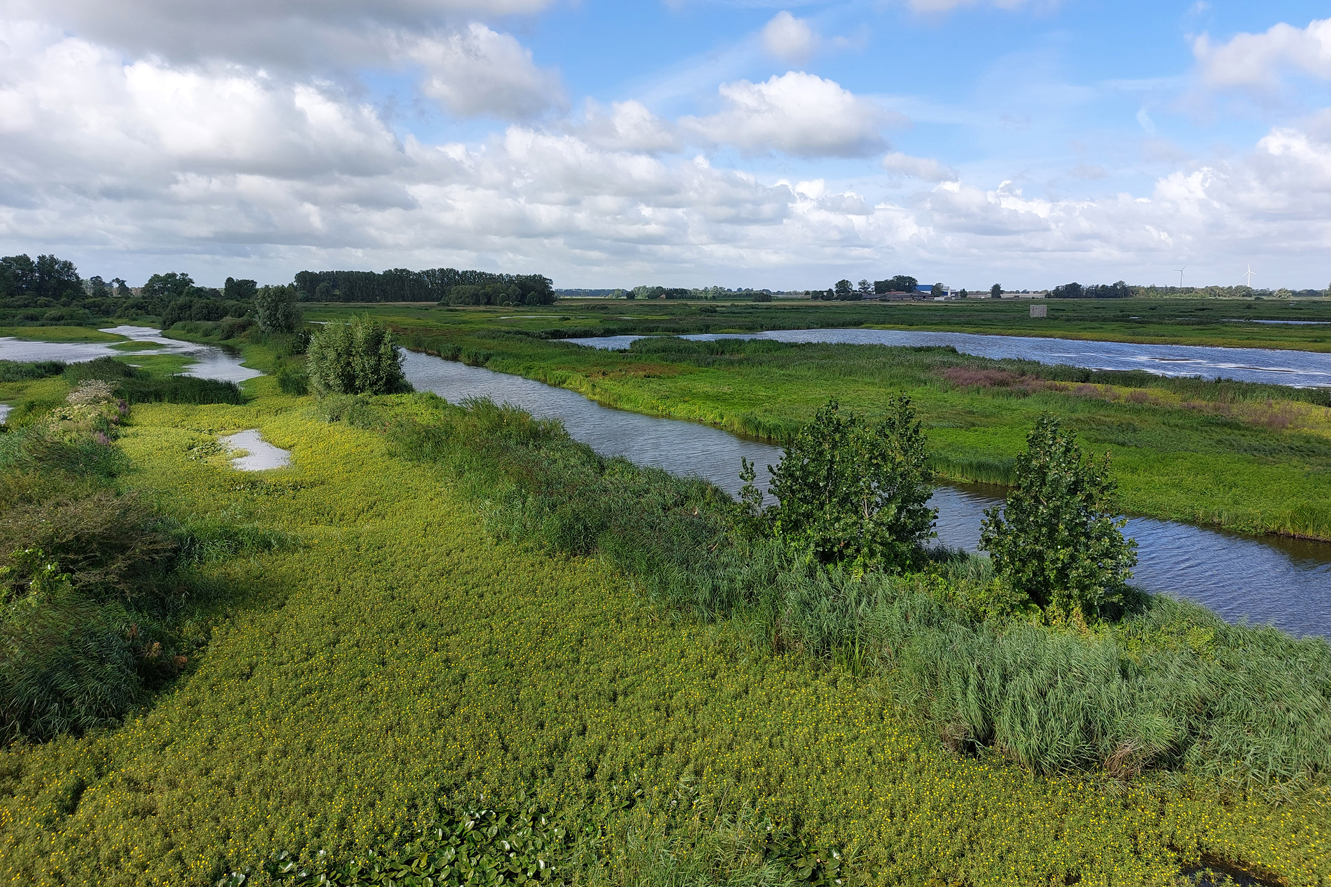 waterteunisbloem