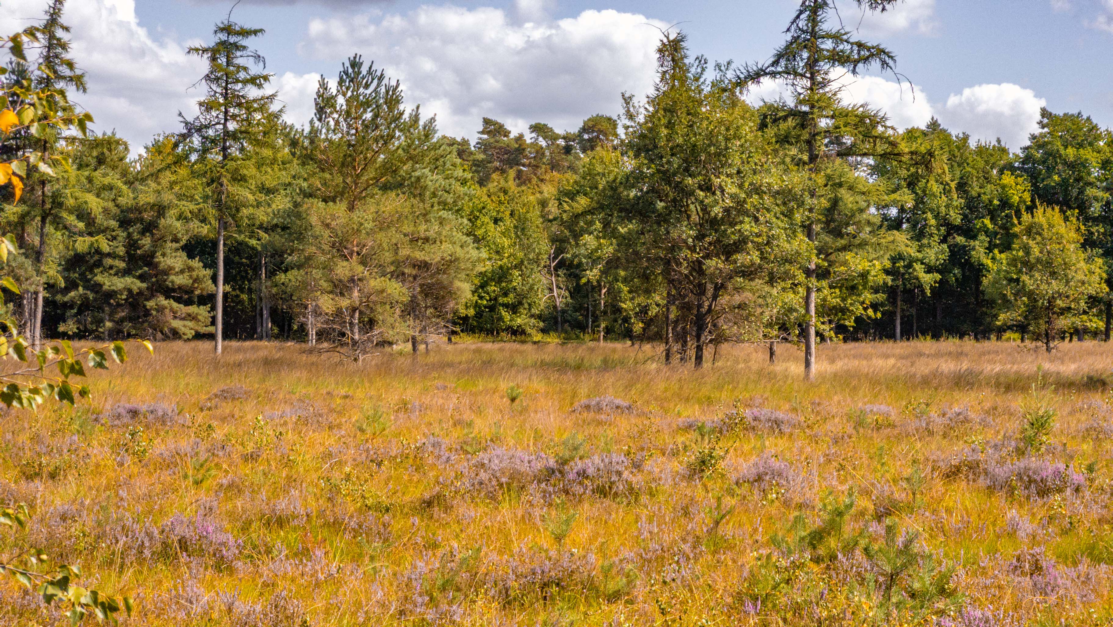 Heide