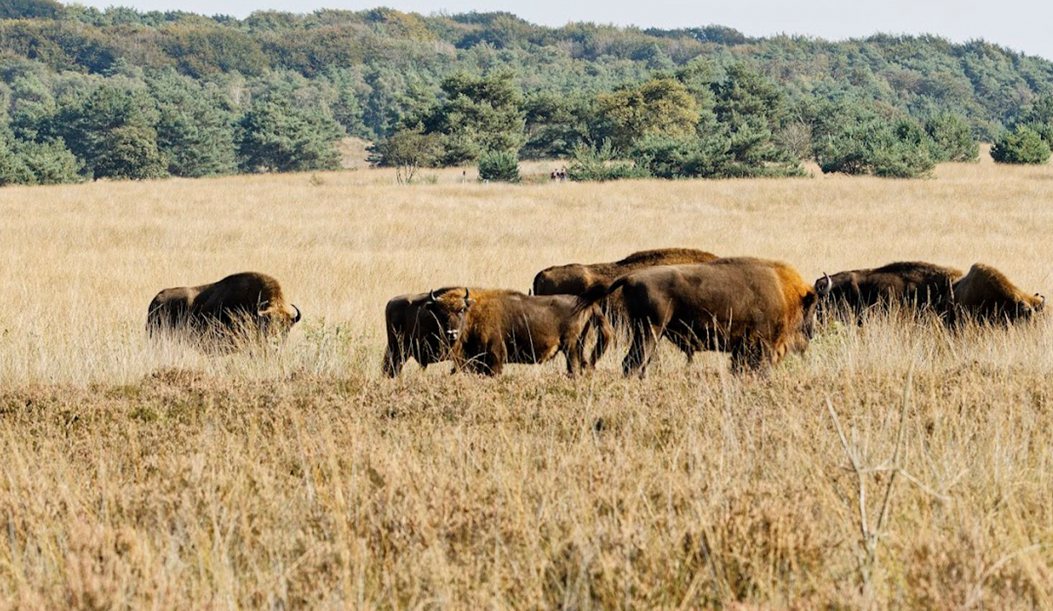 Grazers