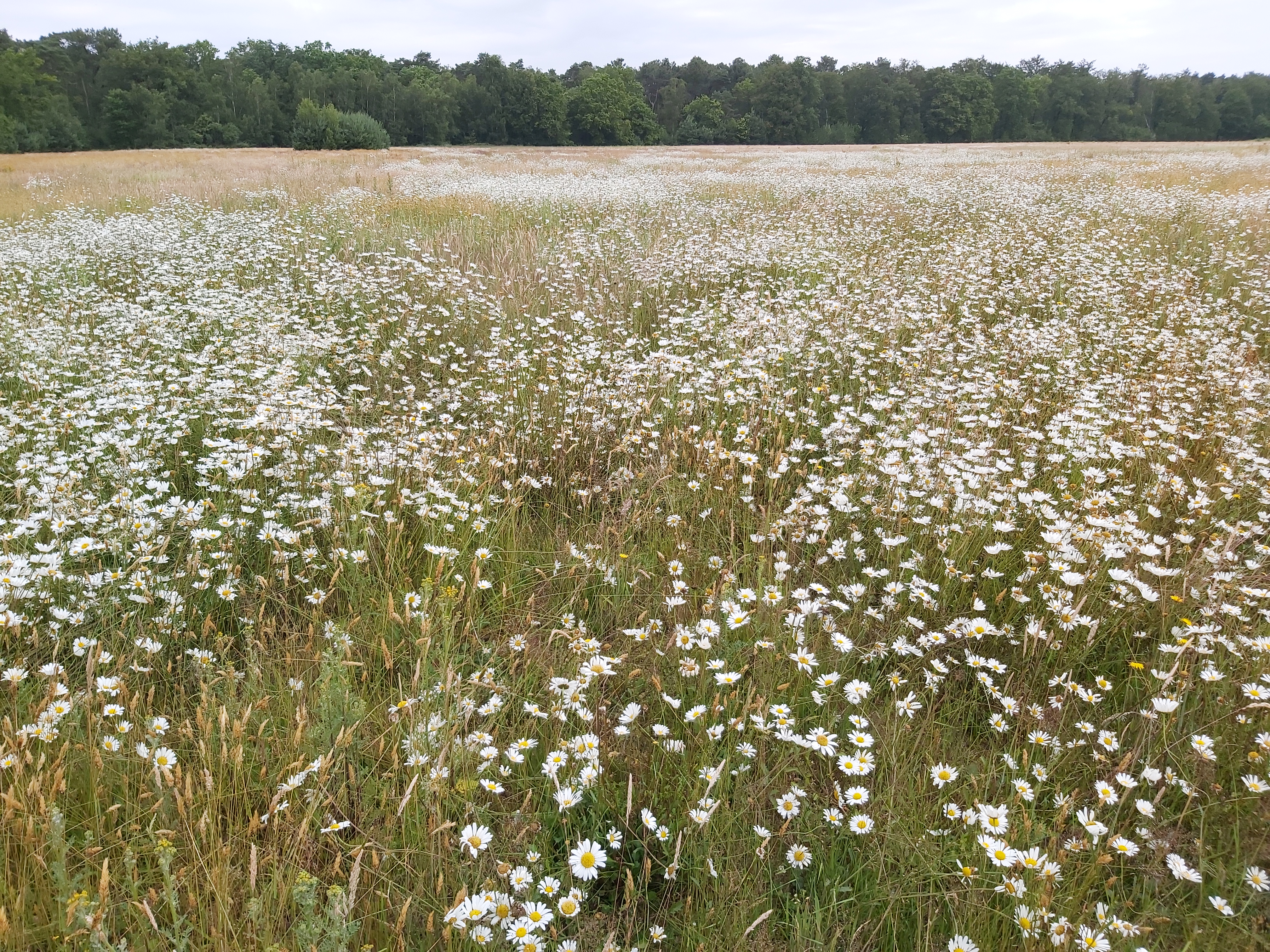 bloemrijk grasland
