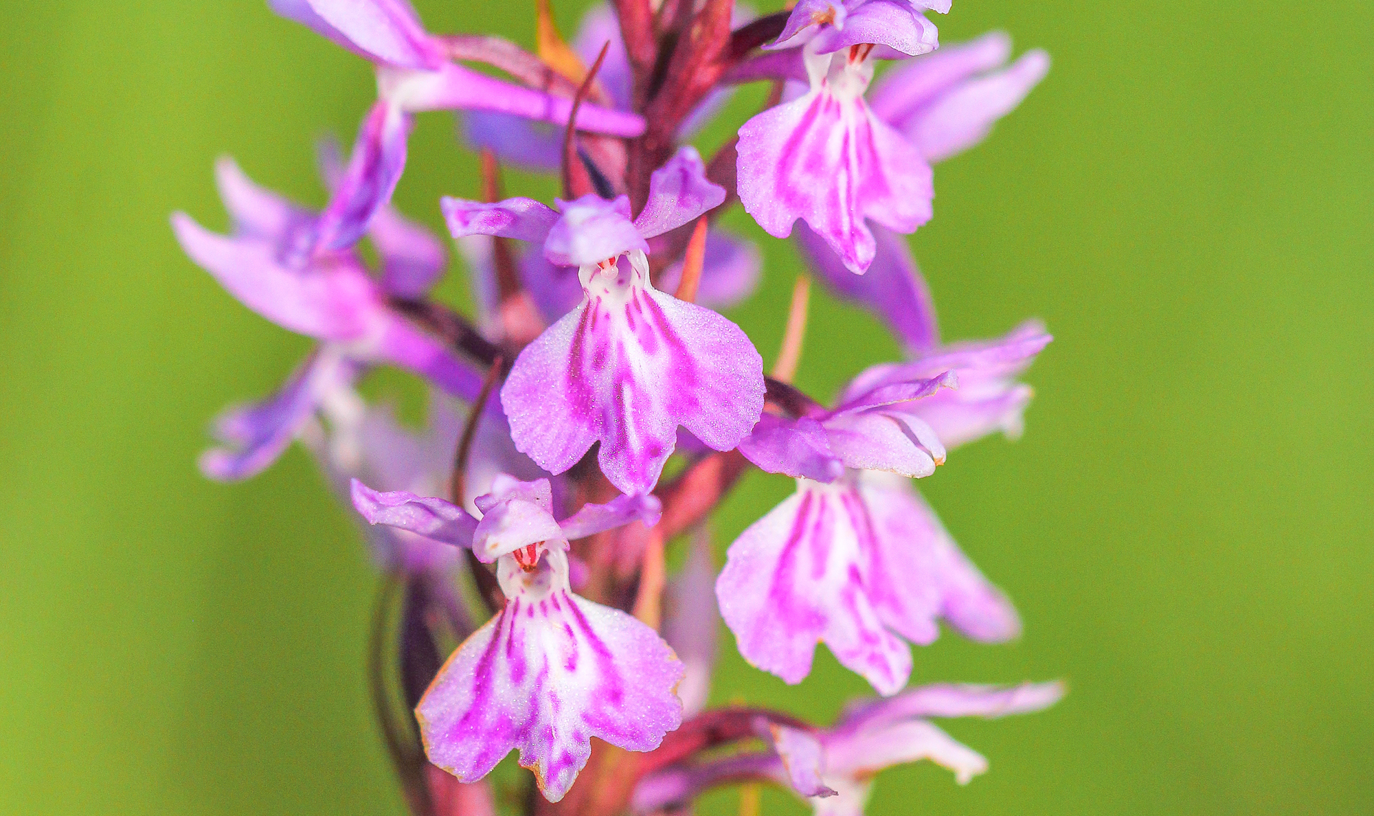 veenorchis