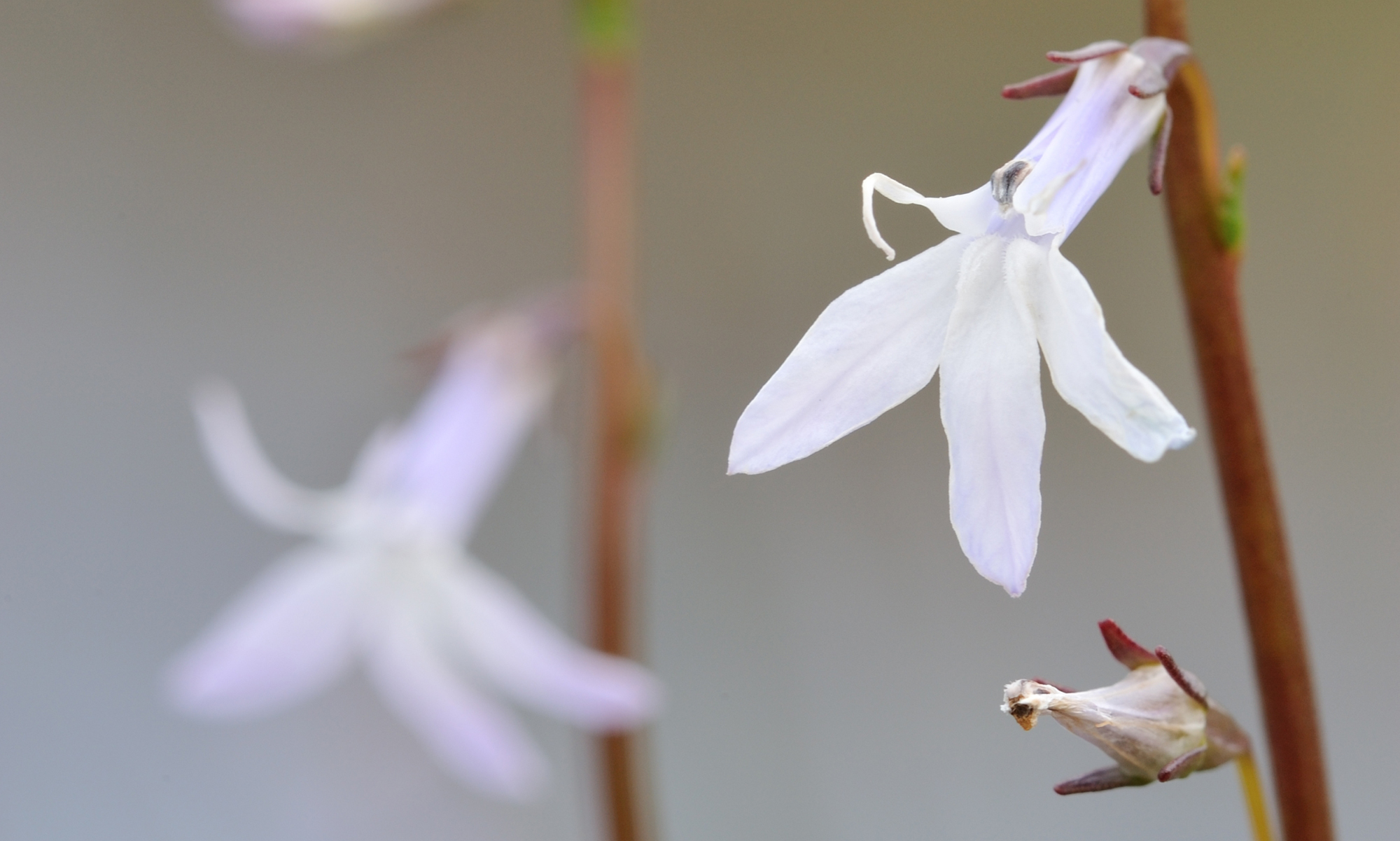 waterlobelia