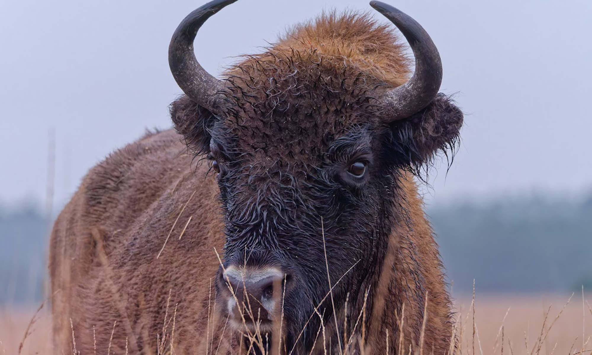 Grazer