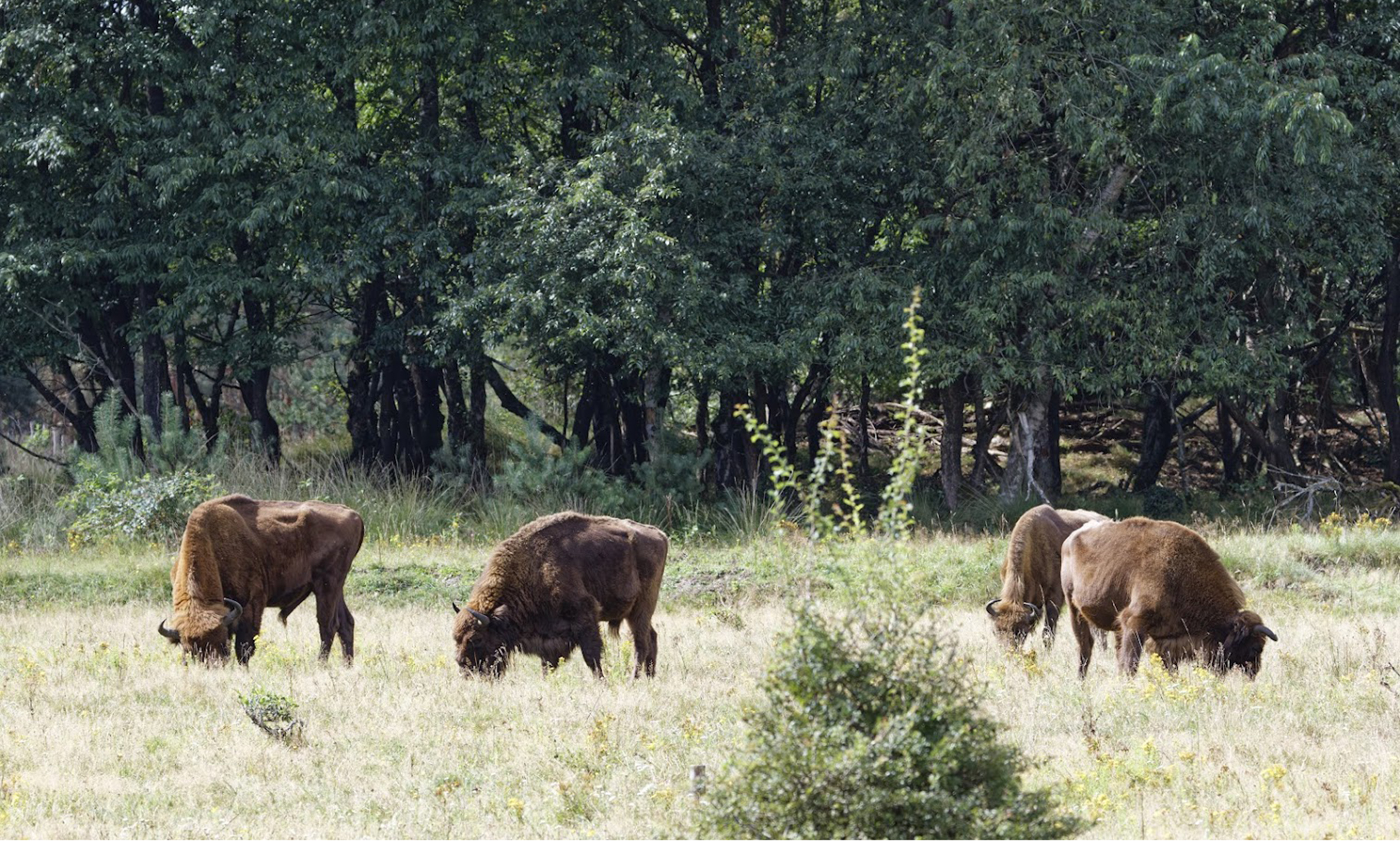 Grazers