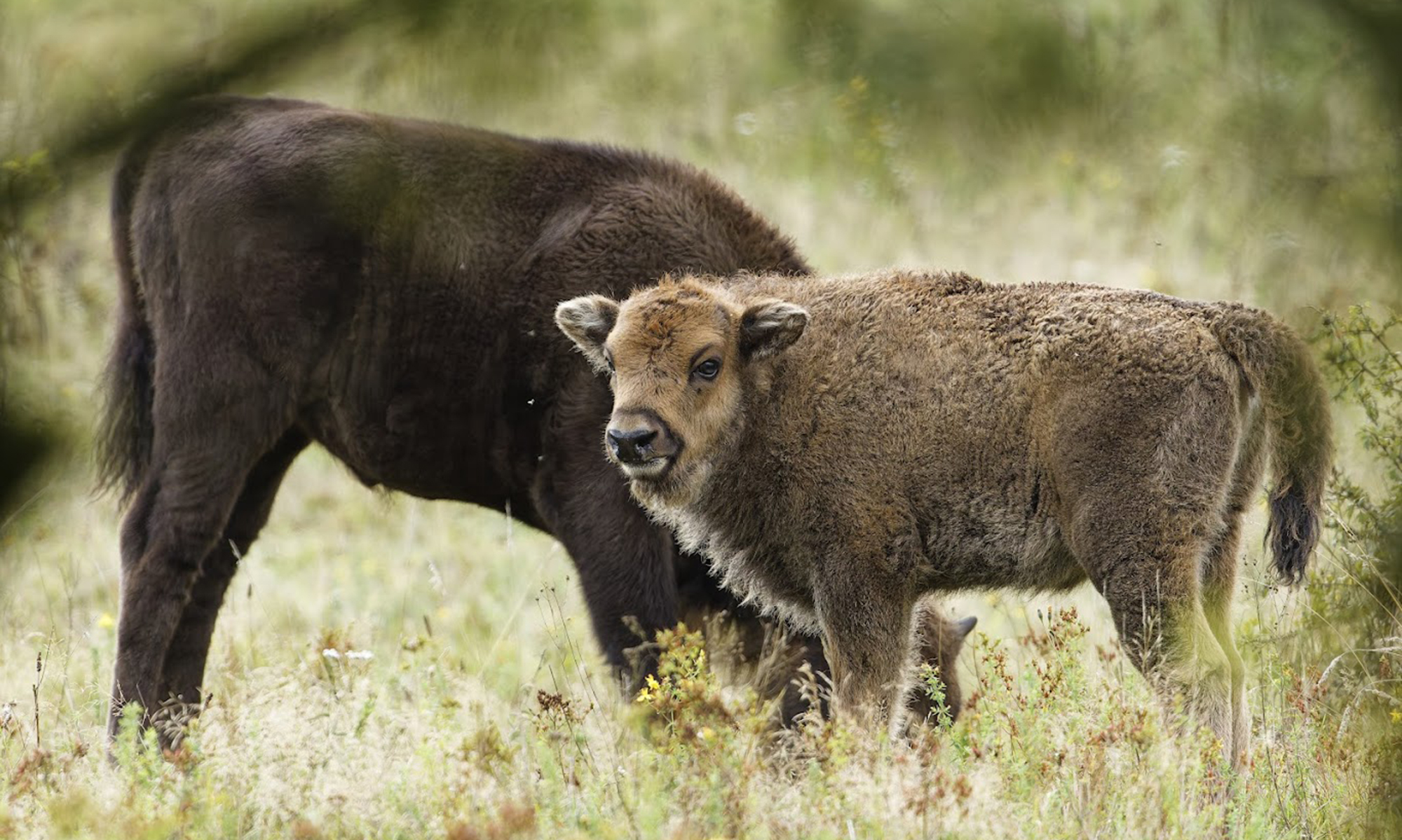 Grazers